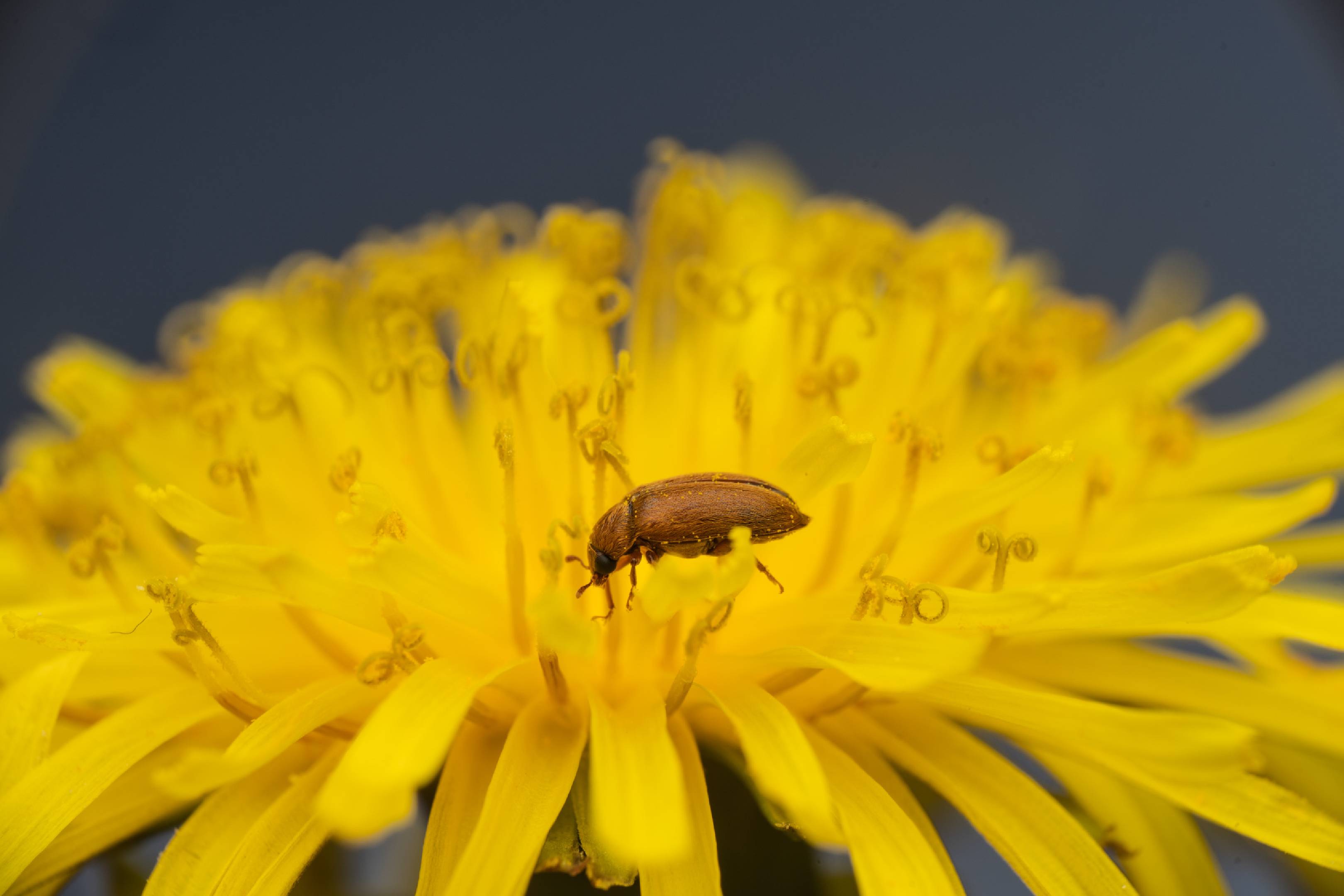 Byturus ochraceus | Byturus ochraceus