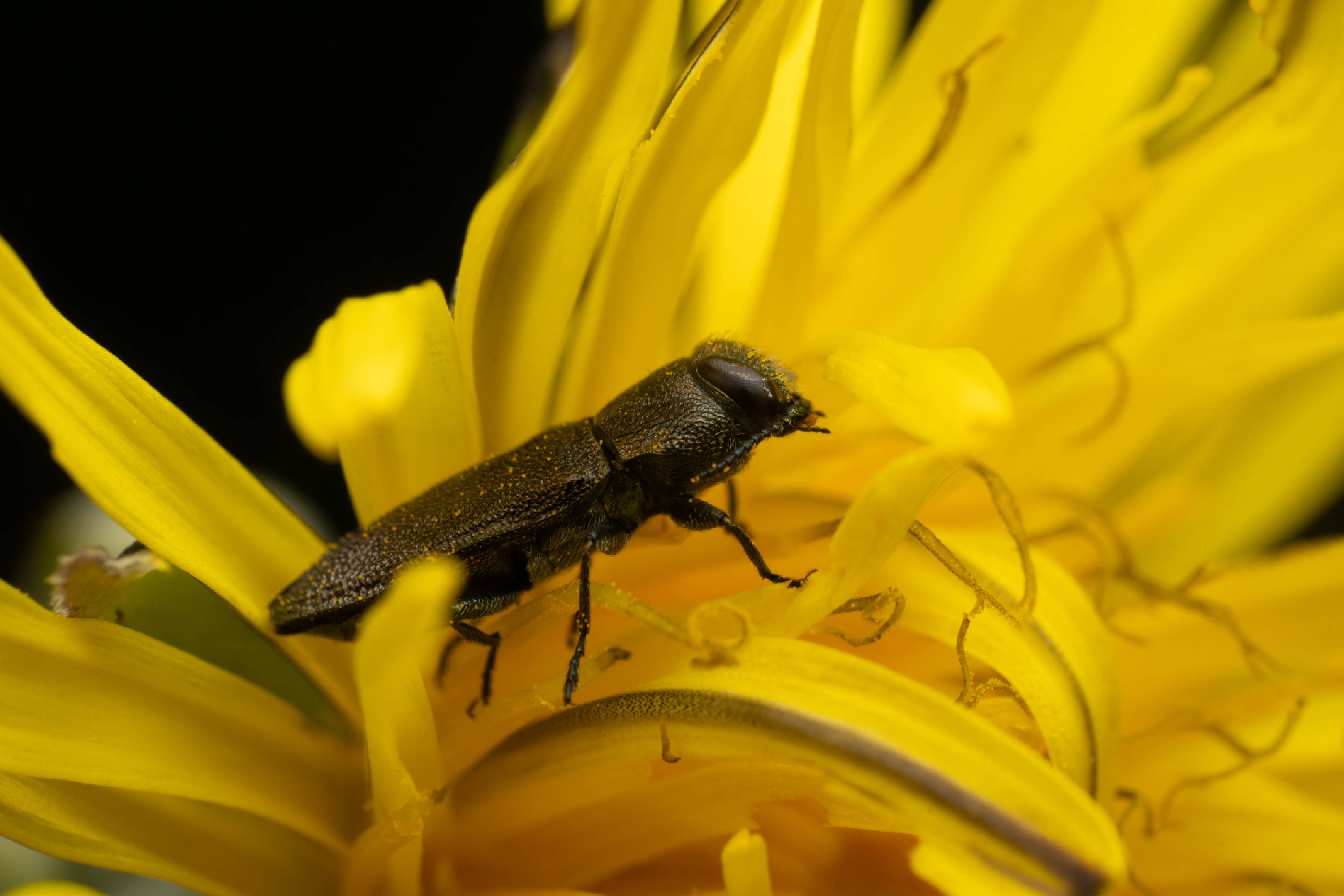 Anthaxia morio | Anthaxia morio