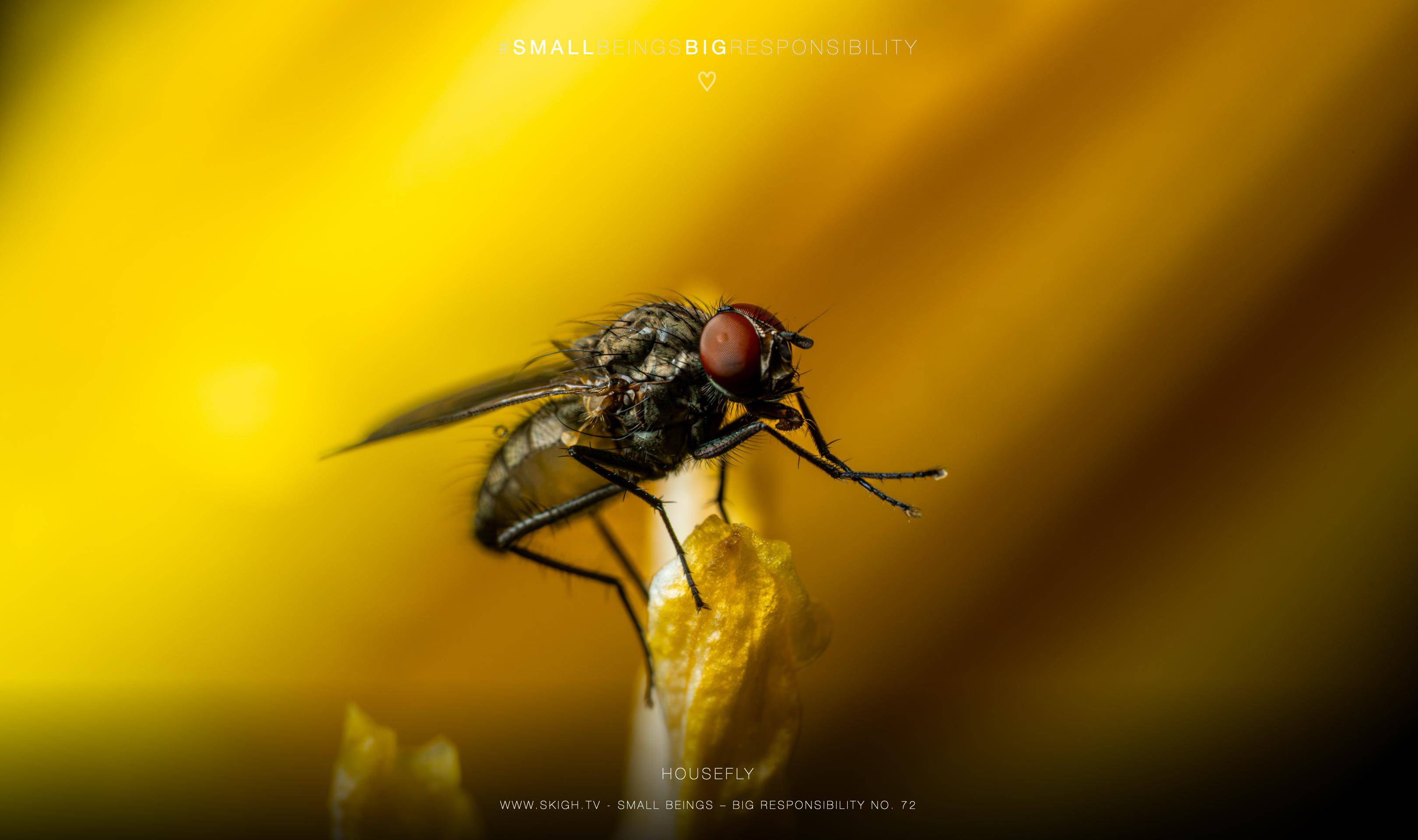 Housefly | 1/250s * f14 * ISO 400 * 90mm - FE 90mm F2.8 Macro G OSS - Sony α7R V Housefly