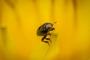 Common Pollen Beetle
