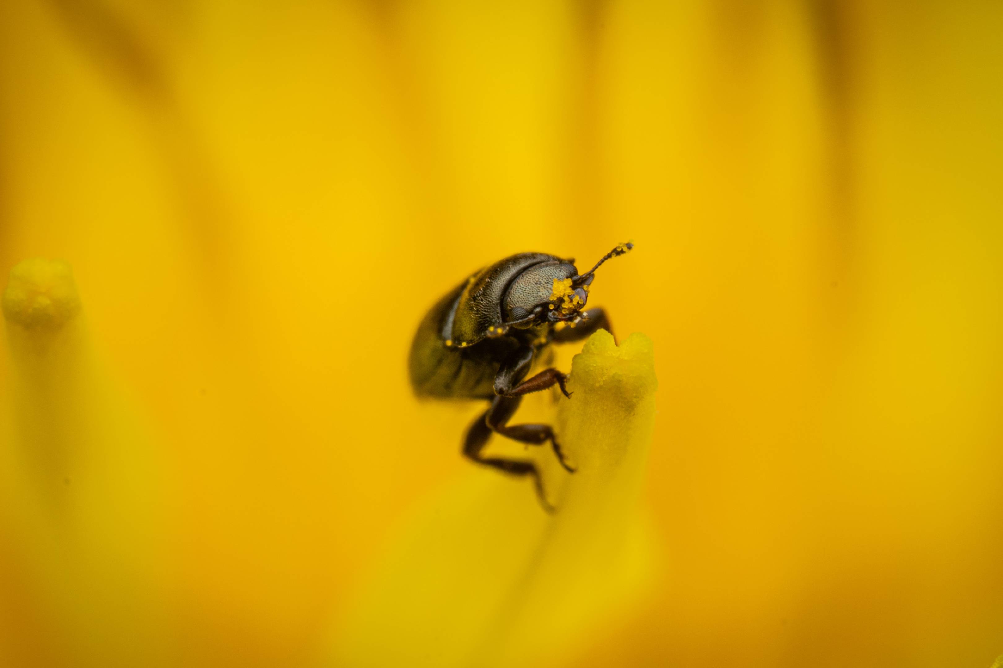 Common Pollen Beetle | Common Pollen Beetle