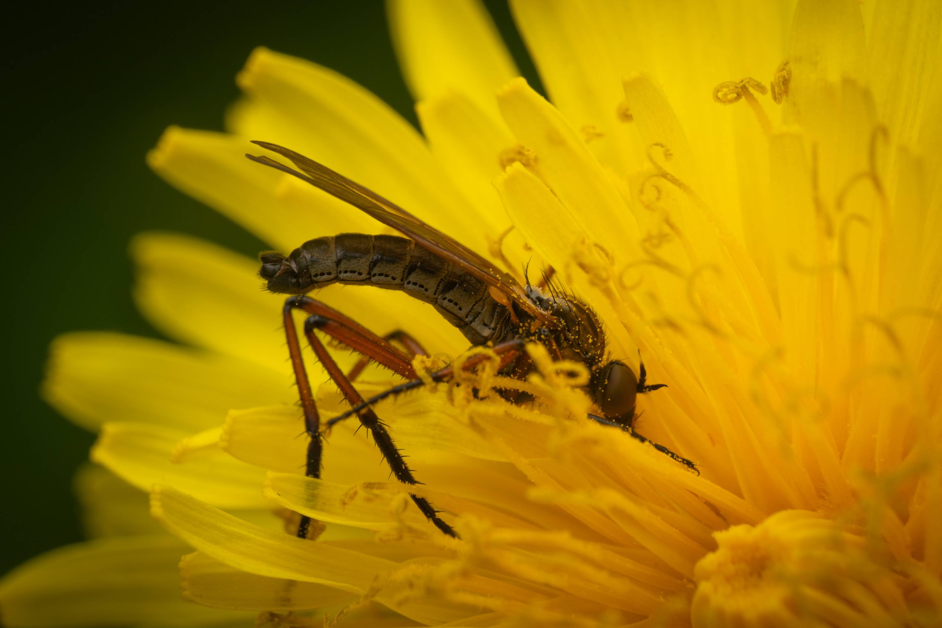 Dance Flies | Dance Flies