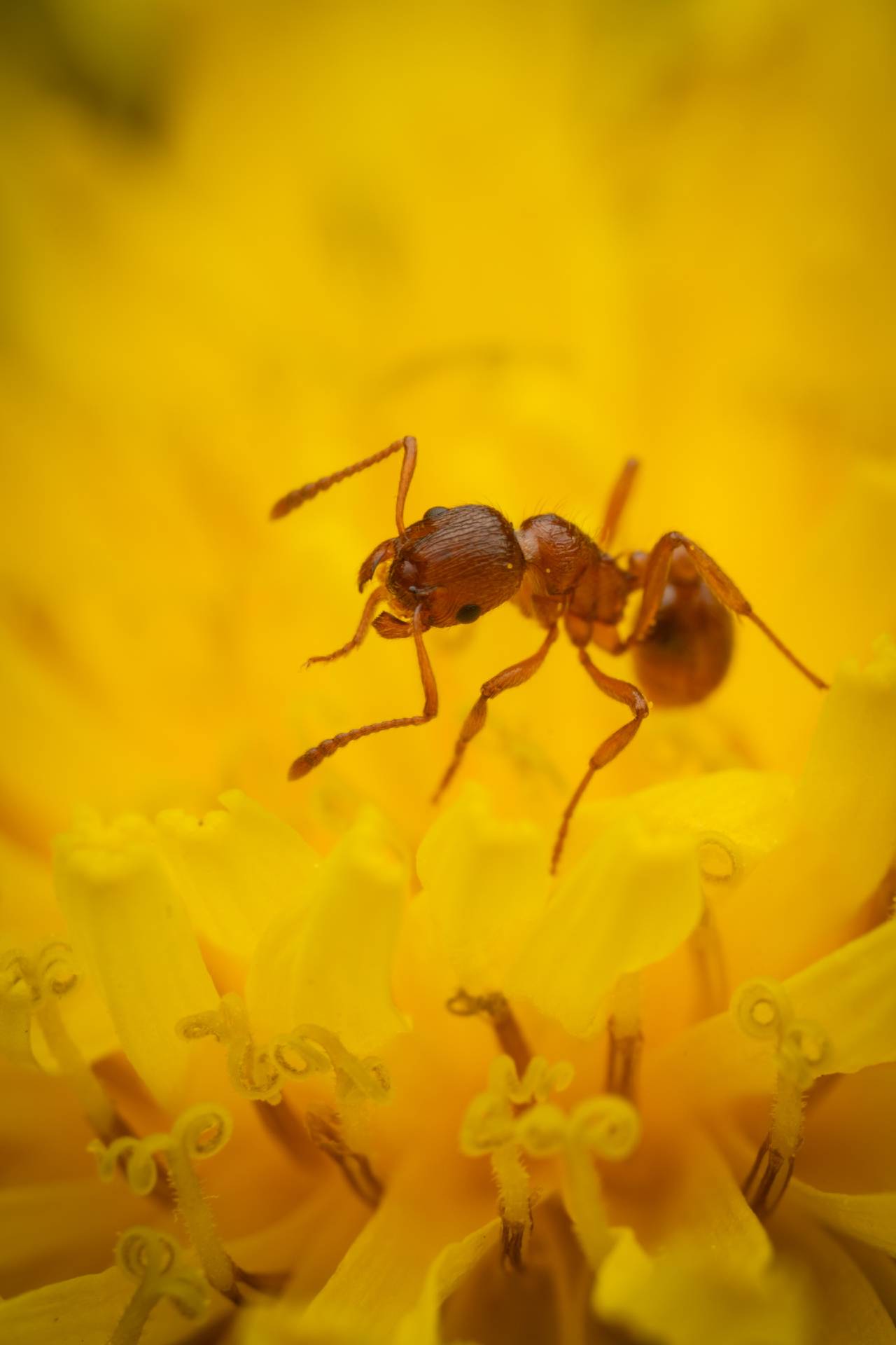 Myrmicine Ants | Myrmicine Ants