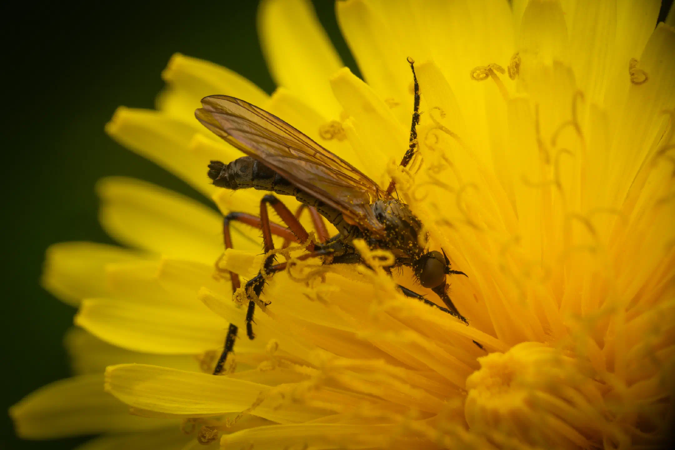 Dance Flies