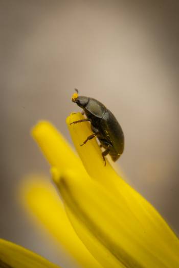 Common Pollen Beetle