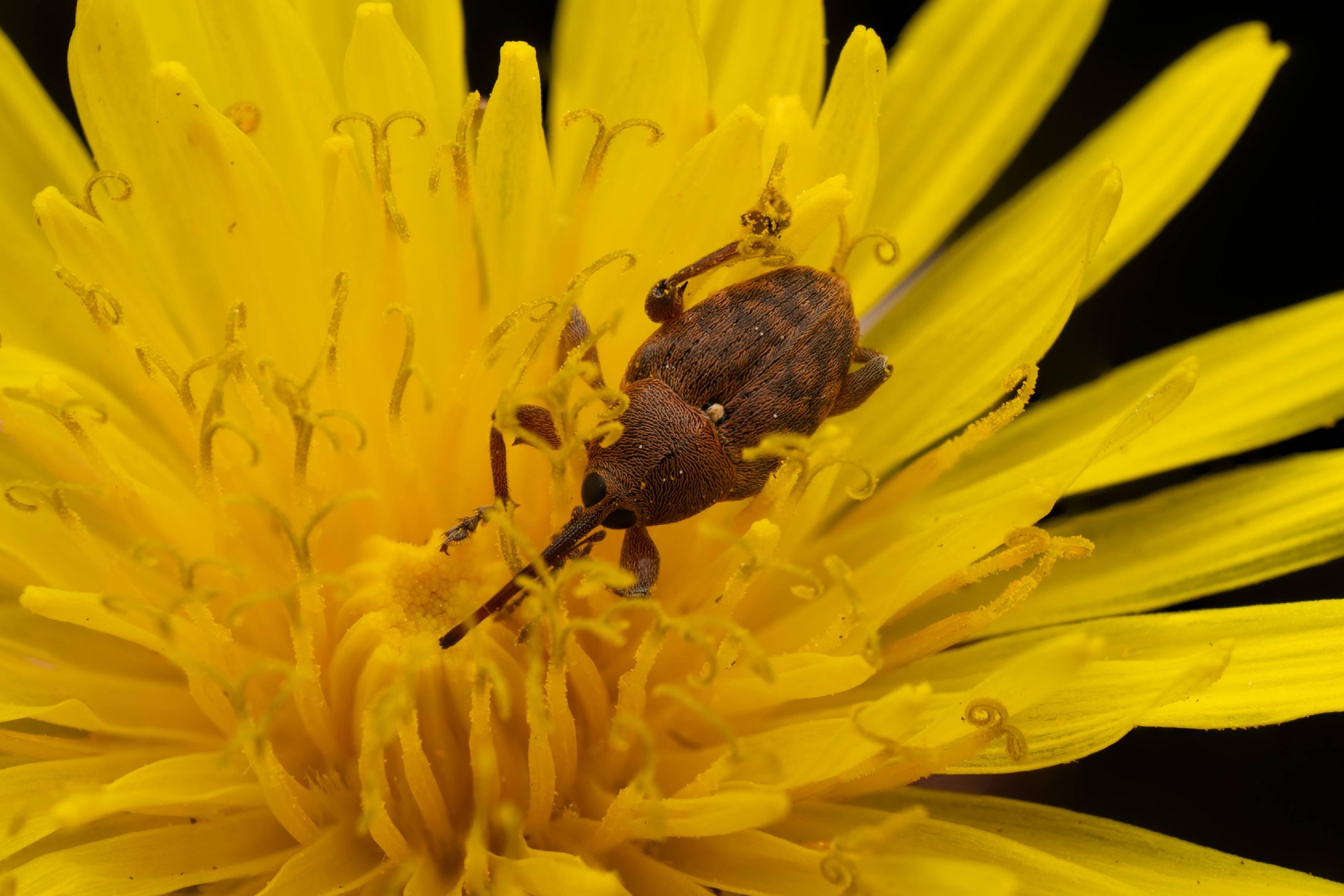 acorn weevil