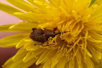 acorn weevil