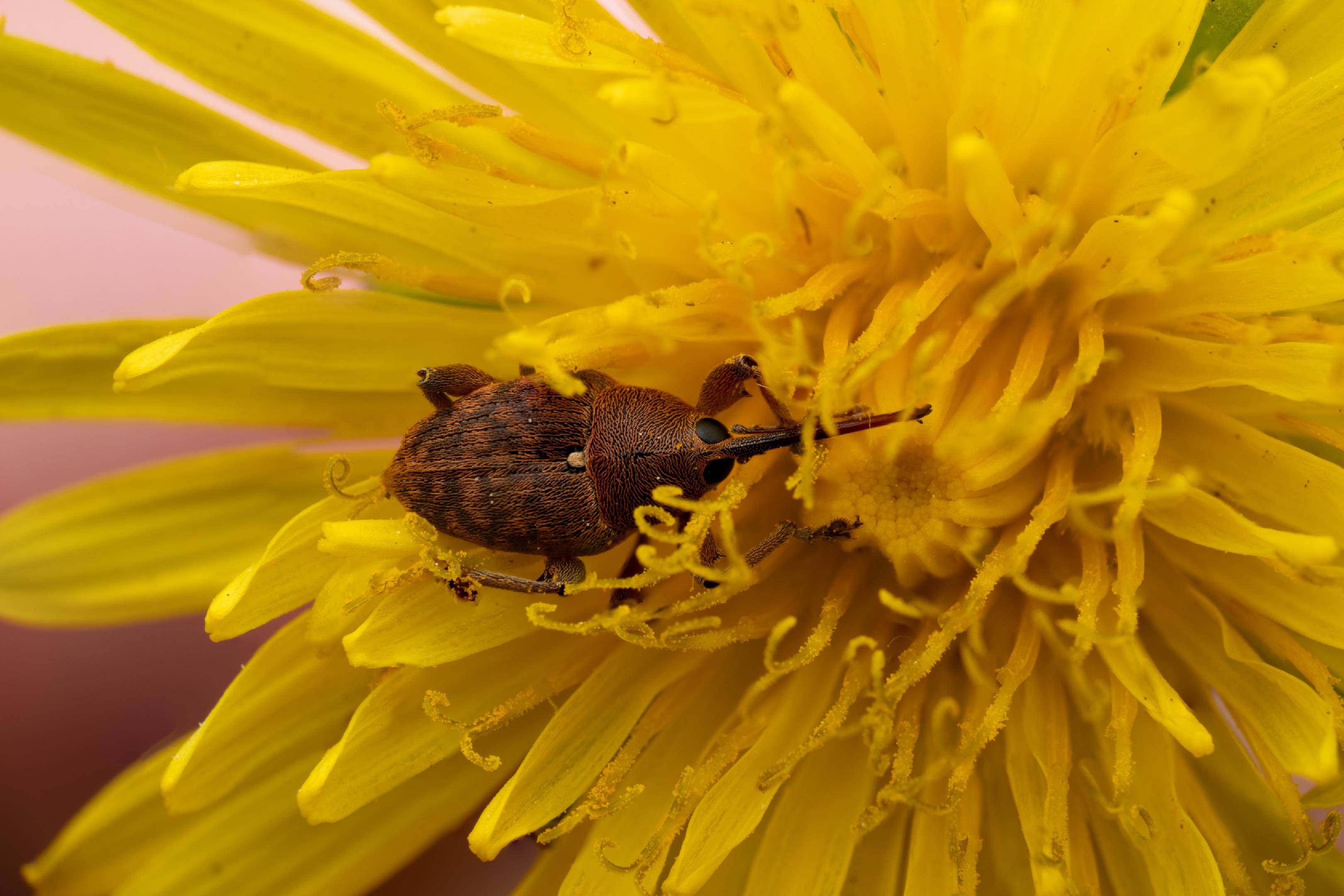 acorn weevil | acorn weevil