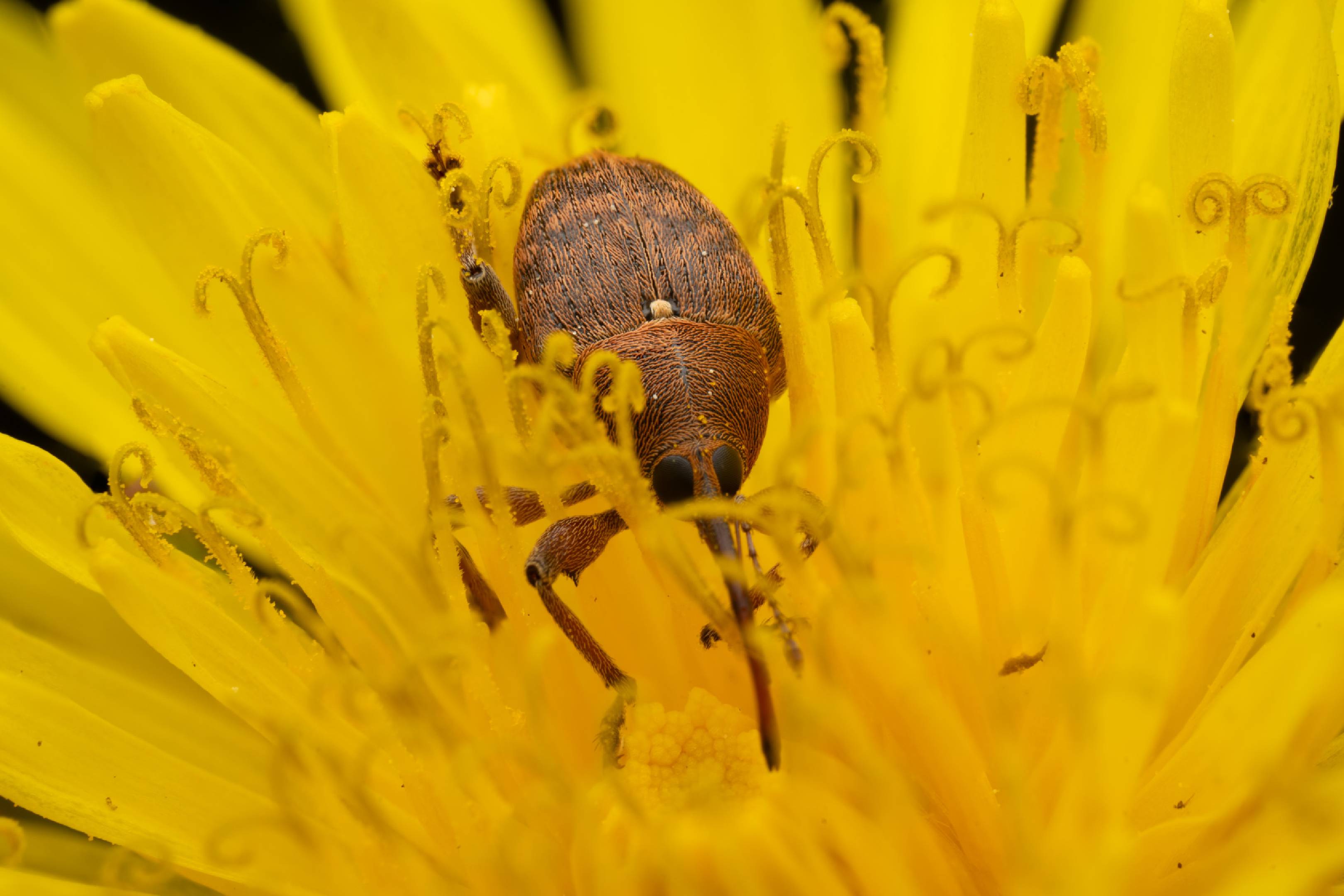 acorn weevil | acorn weevil