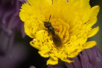 Lasioglossum