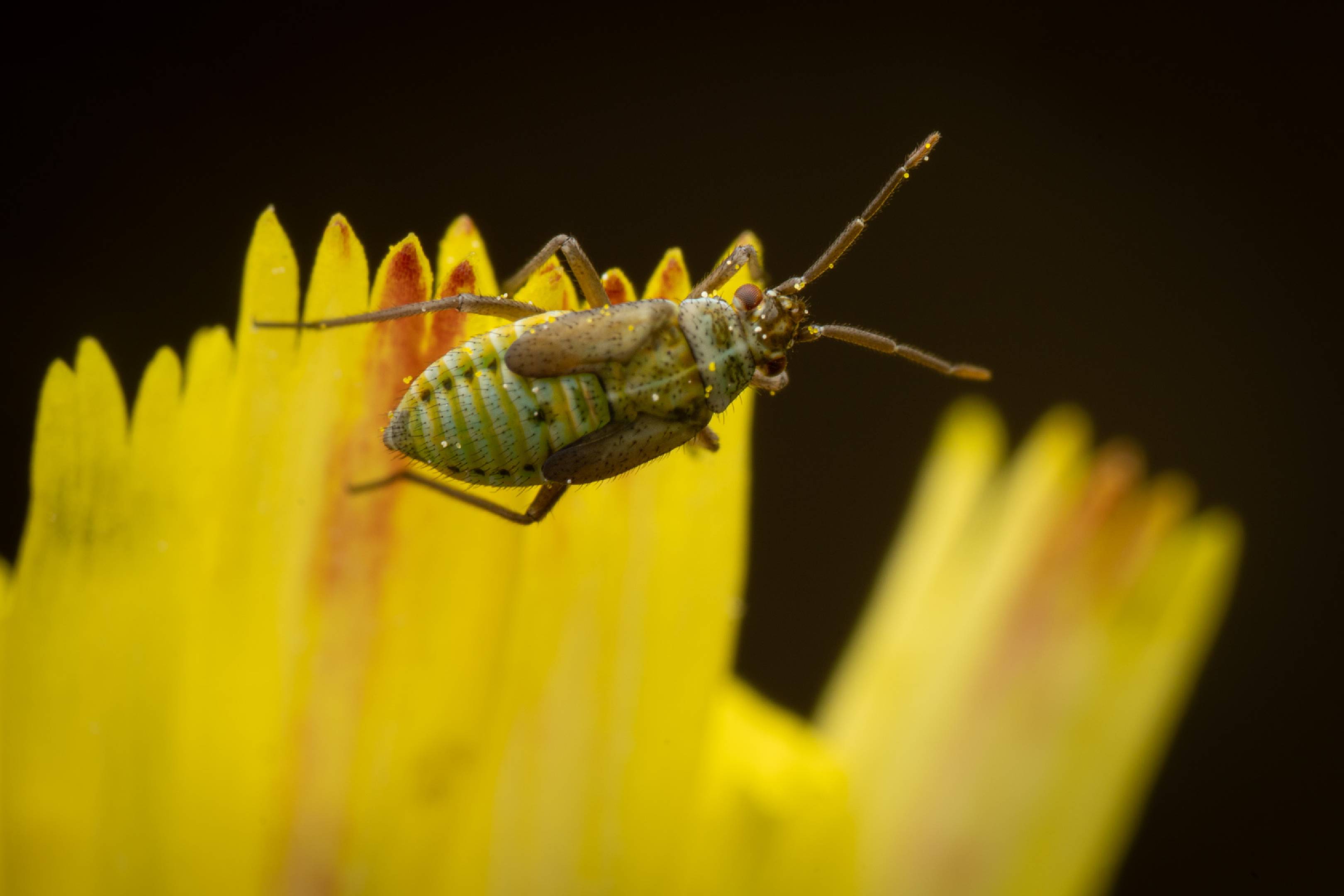 Hoplomachus thunbergii | Hoplomachus thunbergii