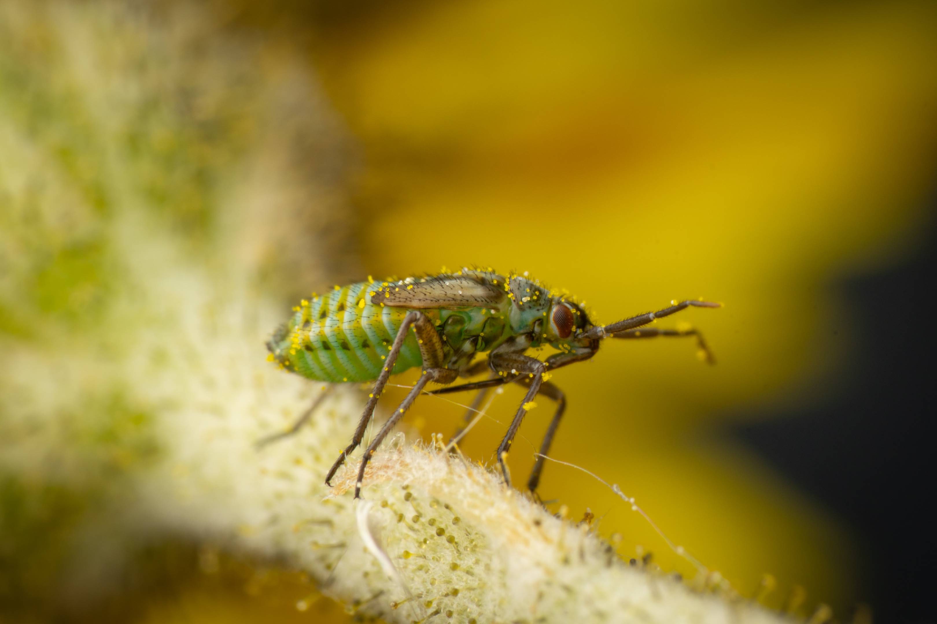 Hoplomachus thunbergii | Hoplomachus thunbergii