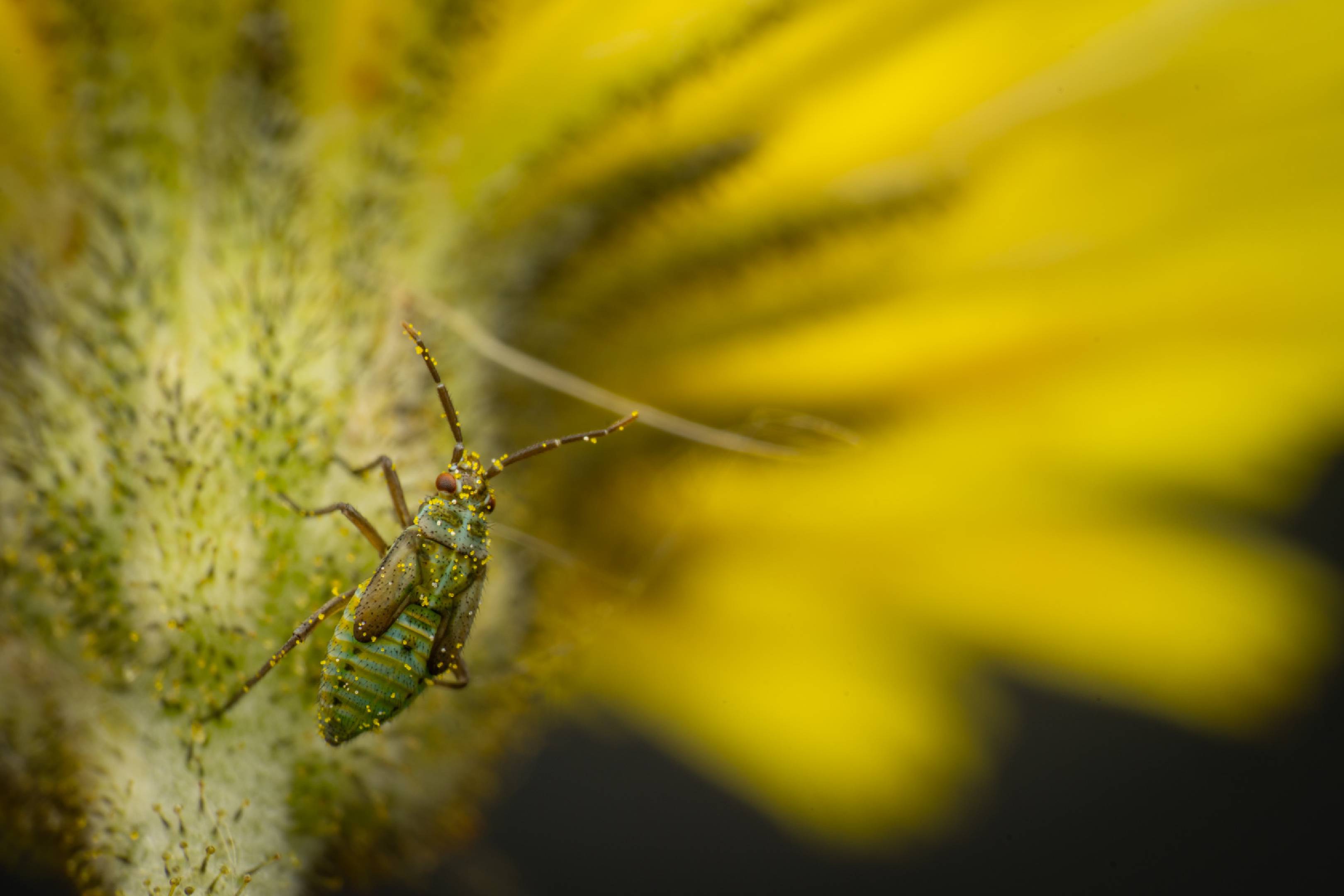 Hoplomachus thunbergii | Hoplomachus thunbergii