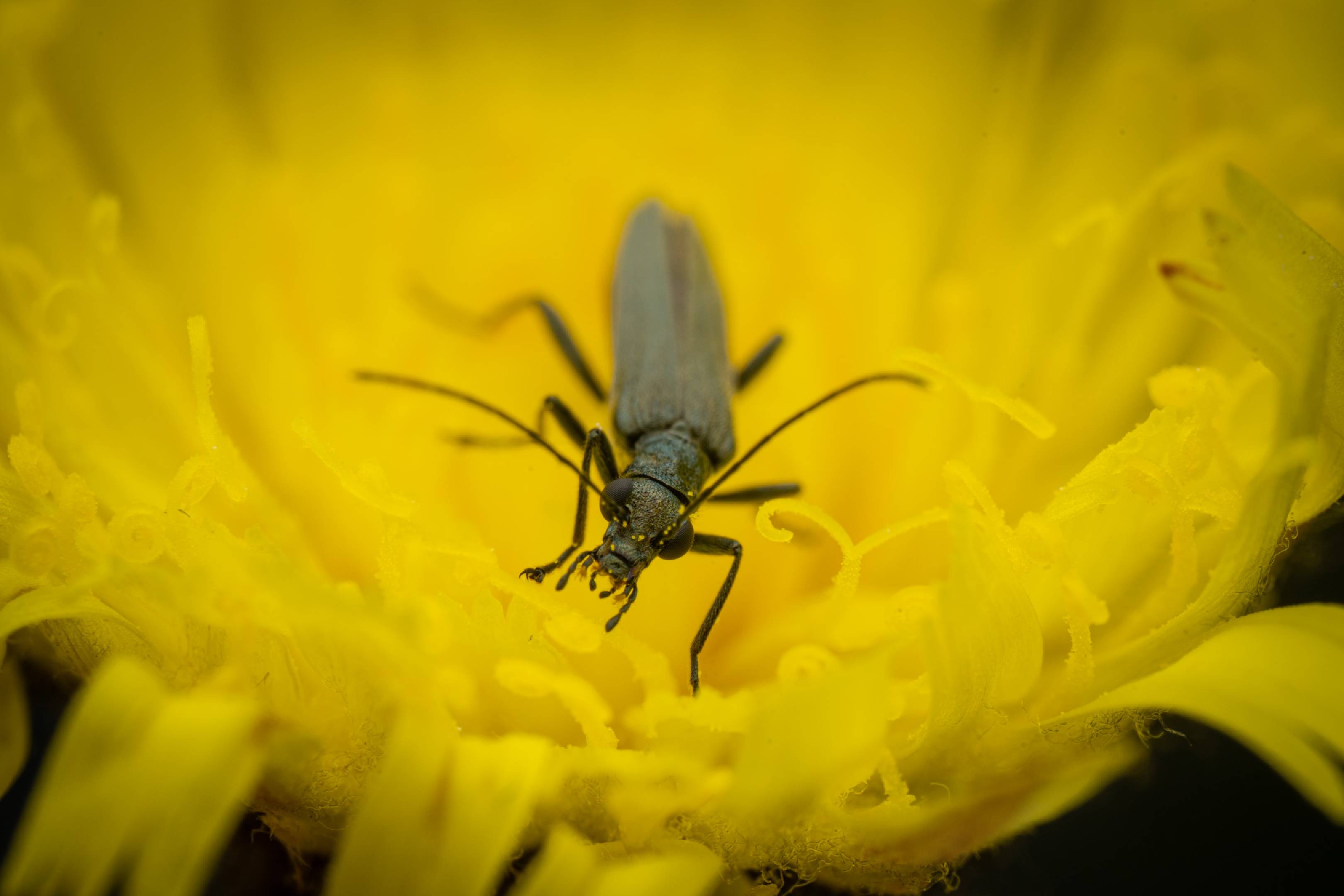 Oedemera lurida | Oedemera lurida