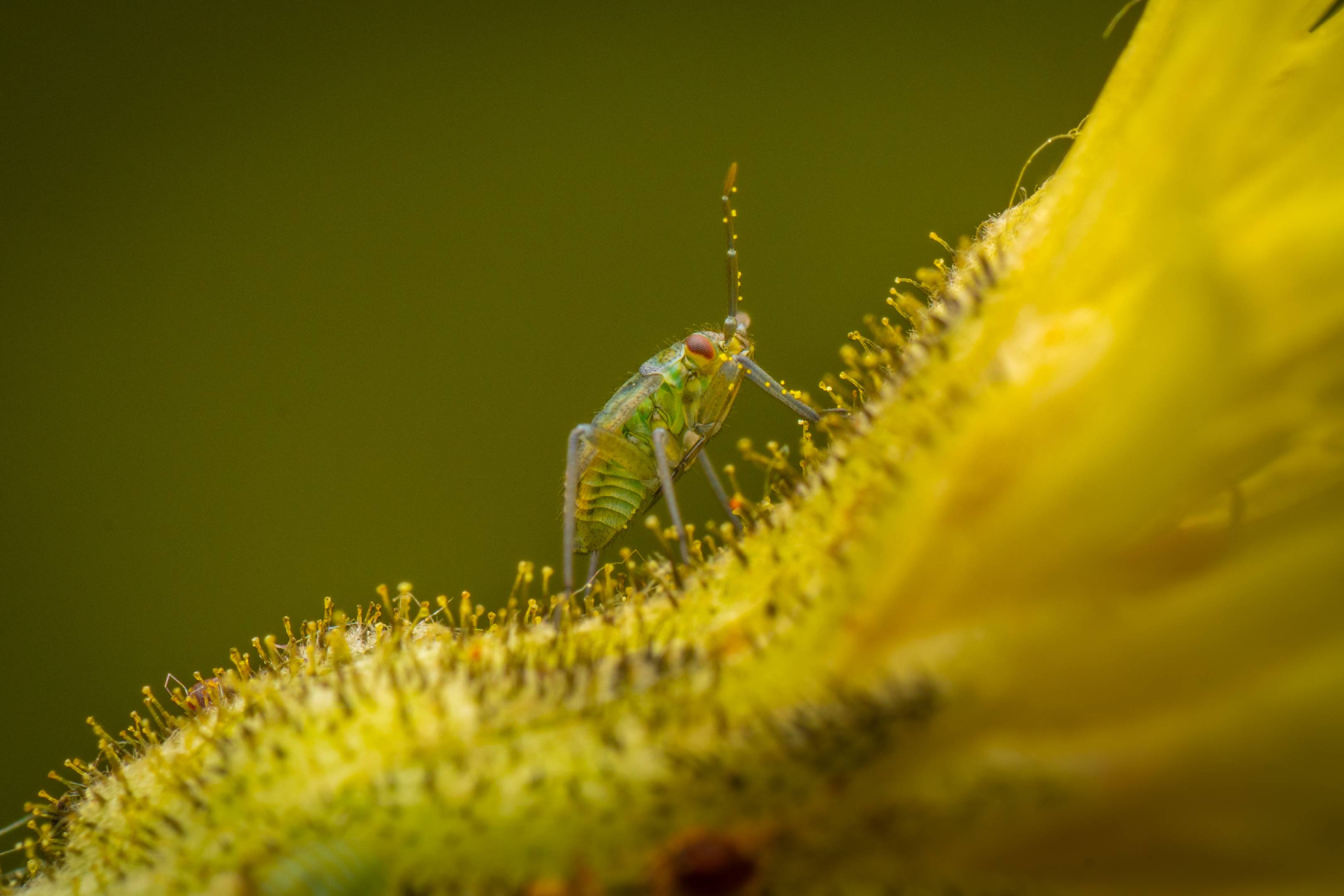 Hoplomachus thunbergii | Hoplomachus thunbergii