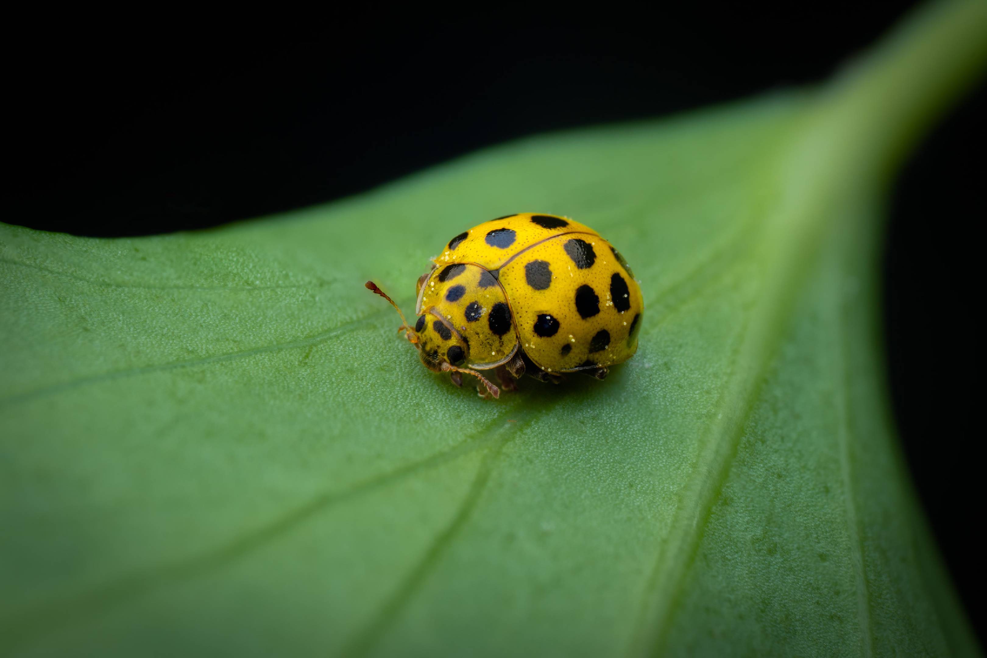 22-spot Ladybird | 22-spot Ladybird