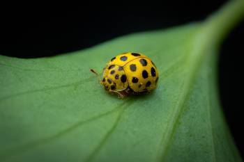 22-spot Ladybird