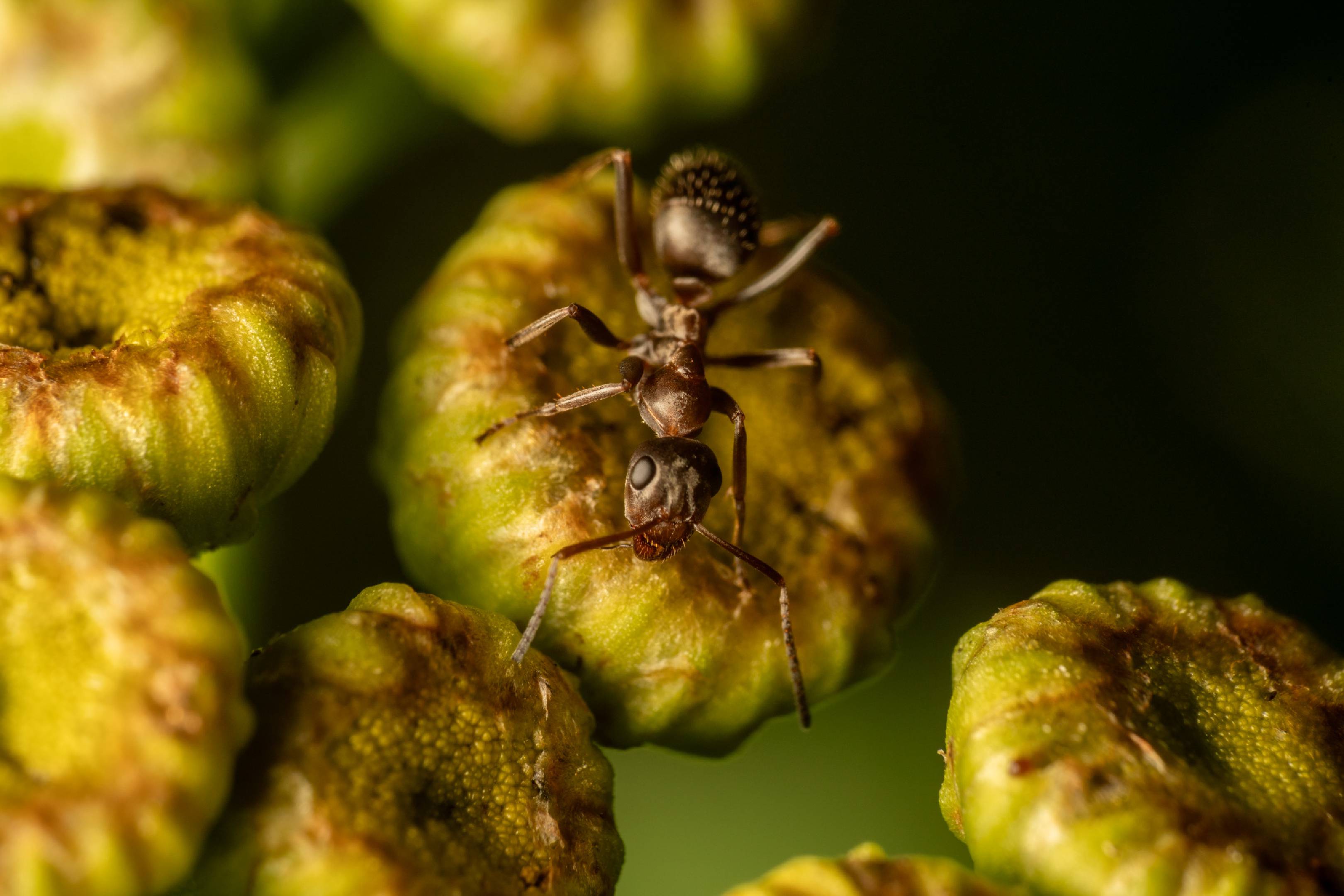 Brown Tree Ant | Brown Tree Ant