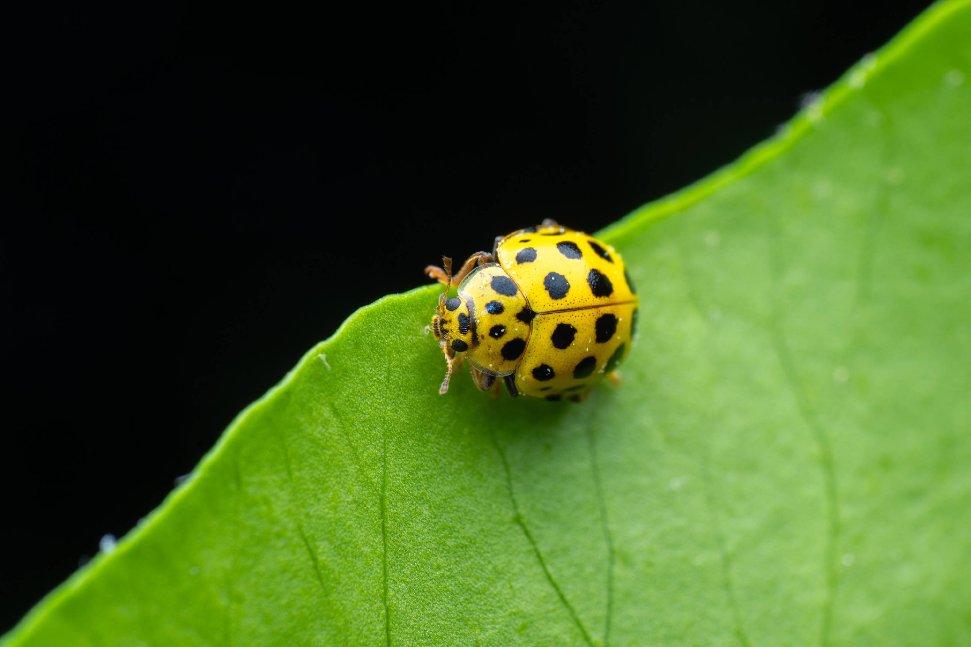 22-spot Ladybird | 22-spot Ladybird