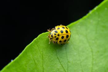 22-spot Ladybird