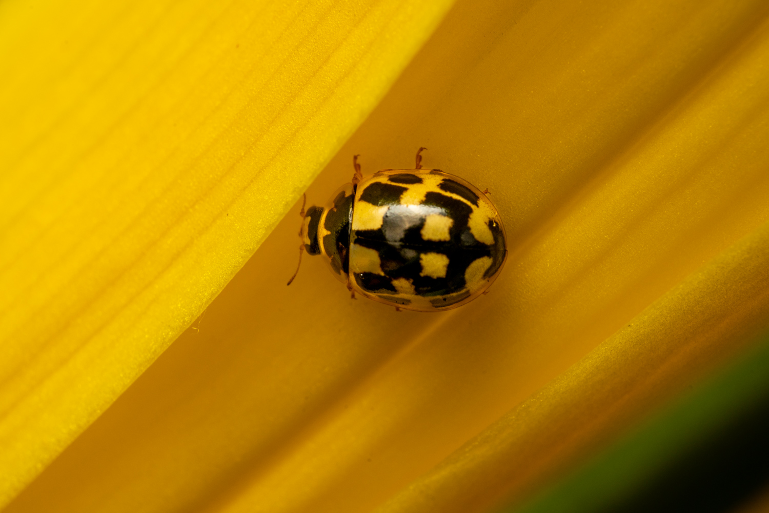 Vierzehnpunkt-Marienkäfer | 1/200s * f16 * ISO 400 * 90mm - FE 90mm F2.8 Macro G OSS - Sony α7R V Vierzehnpunkt-Marienkäfer