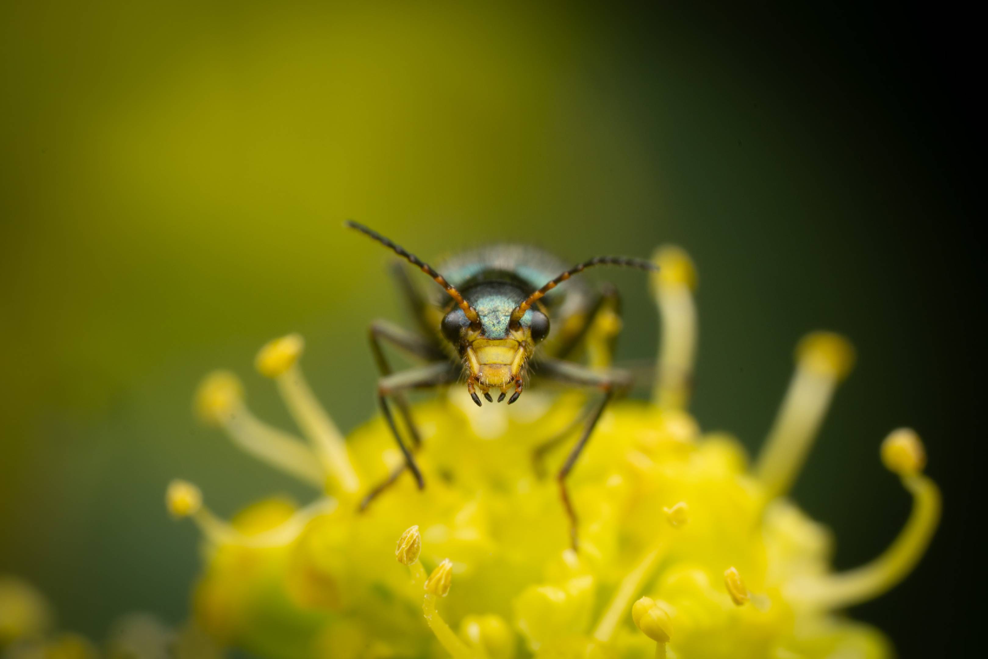 Yellow-fronted Soft-winged Flower Beetle