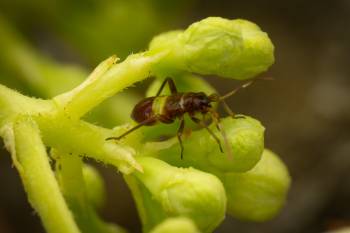 Closterotomus biclavatus