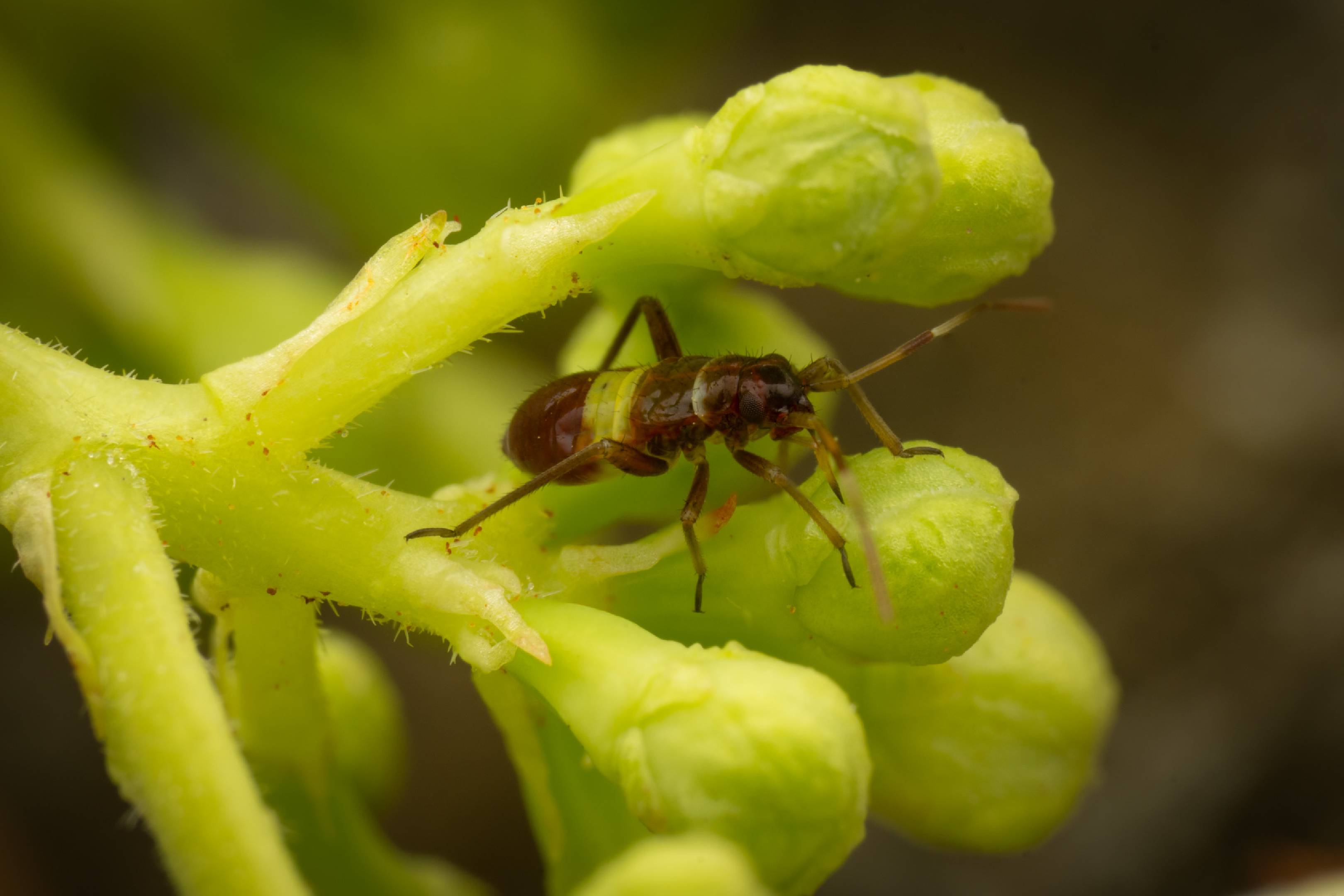 Closterotomus biclavatus | Closterotomus biclavatus