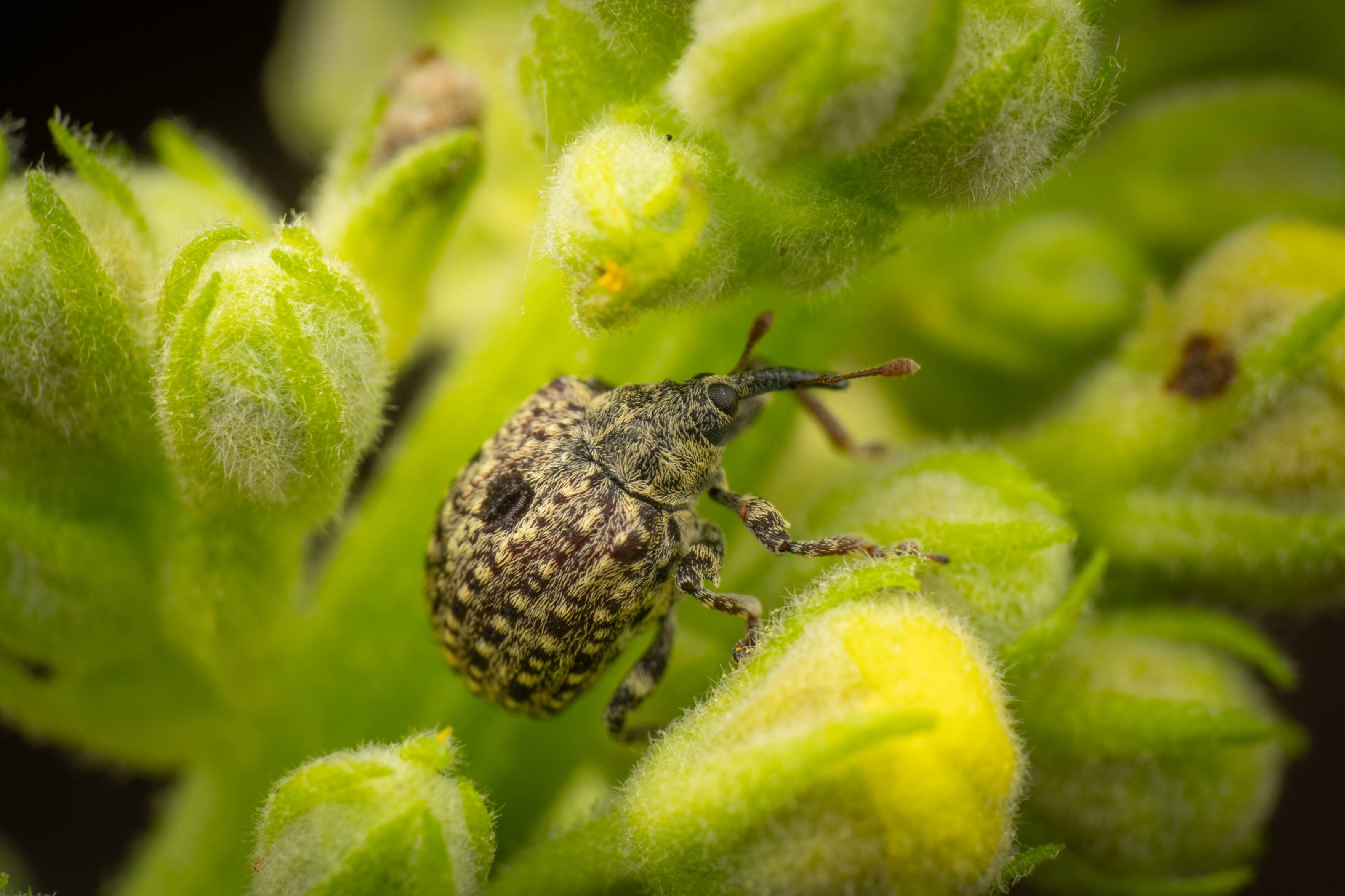 garden figwort weevil | garden figwort weevil