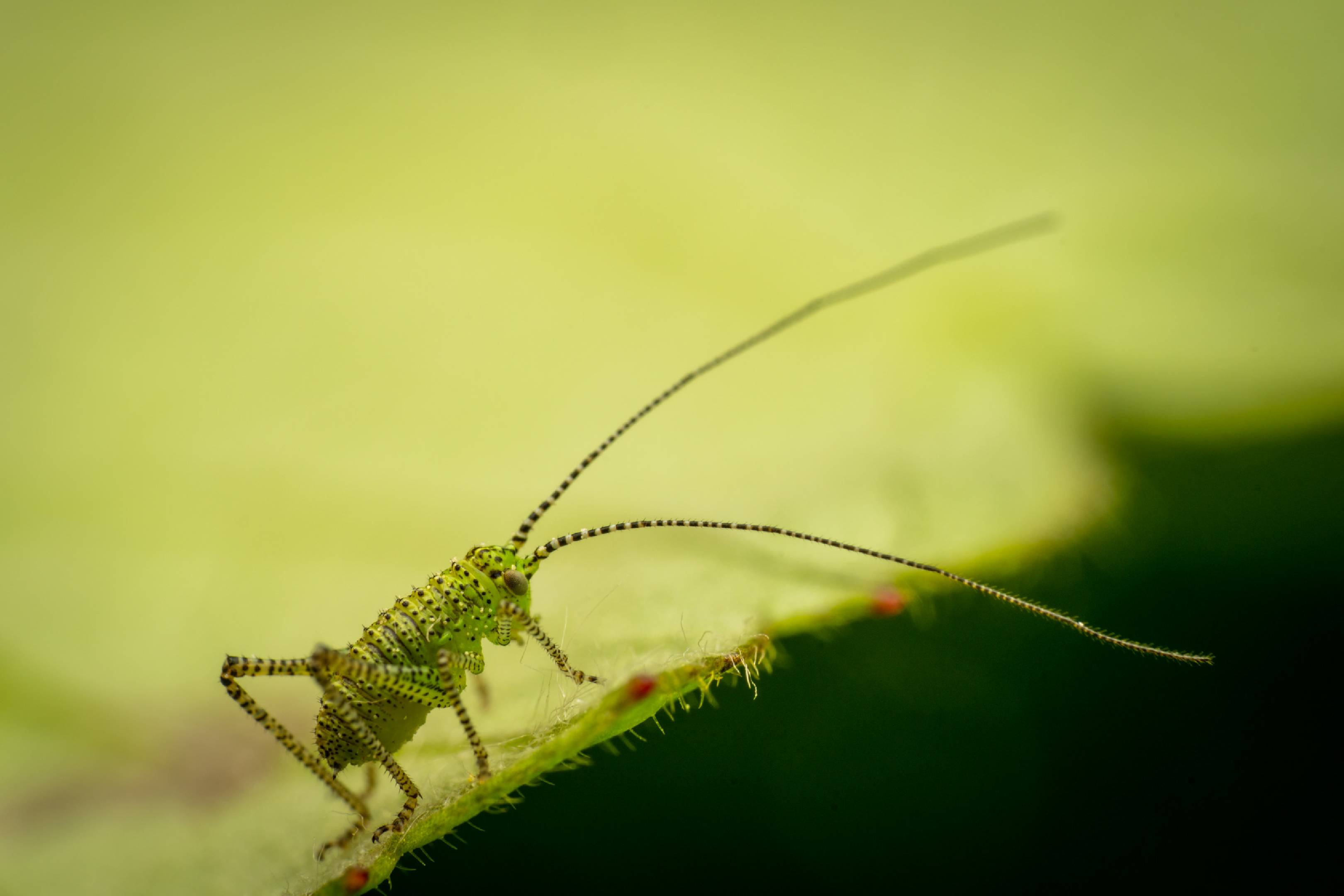 Speckled Bush-cricket