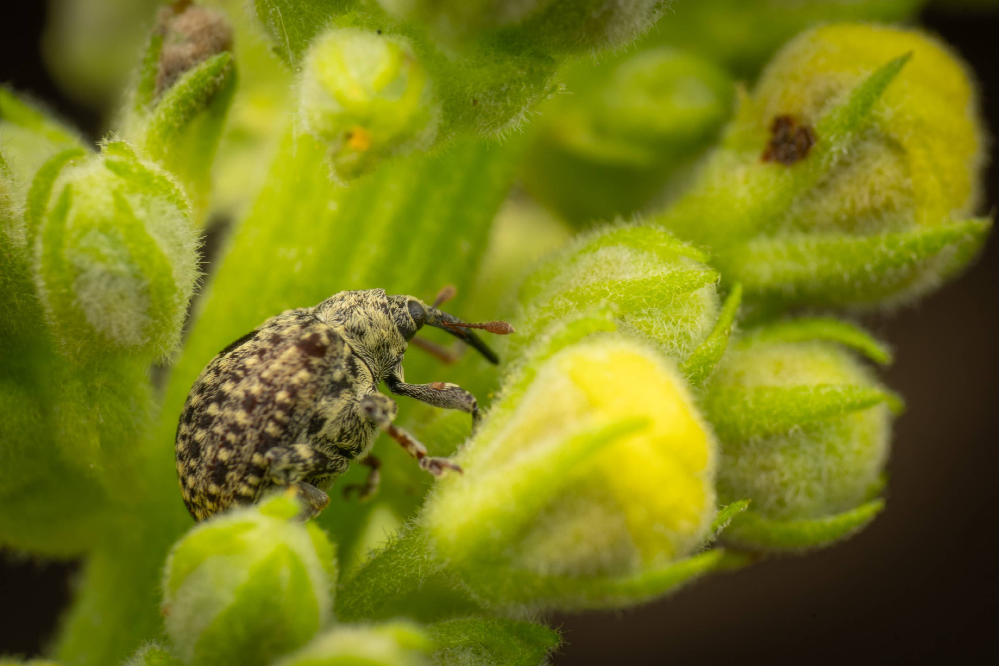 garden figwort weevil | garden figwort weevil