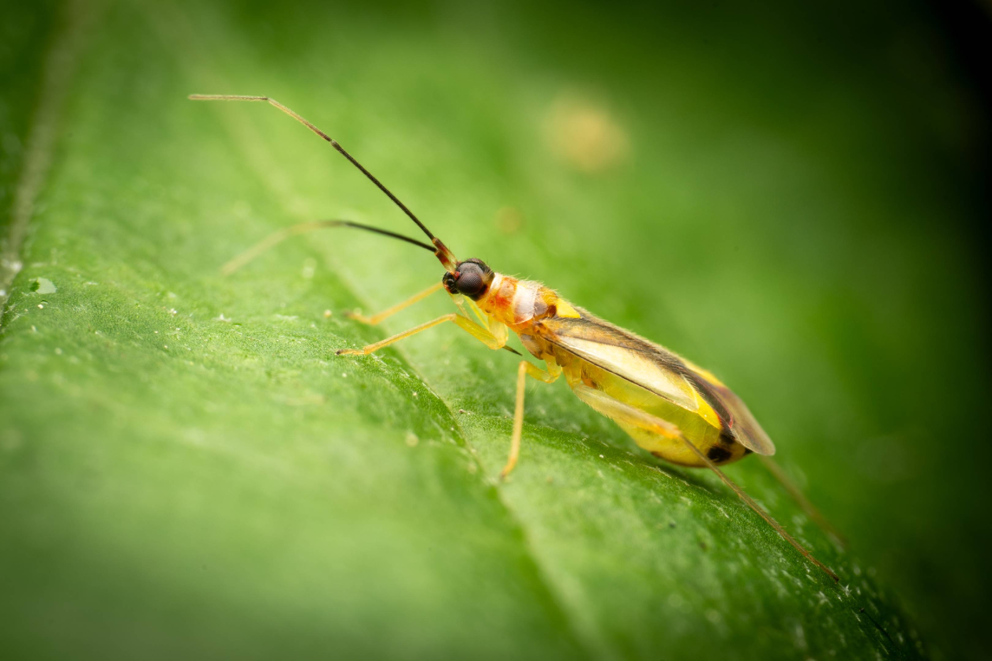 Campyloneura virgula | Campyloneura virgula
