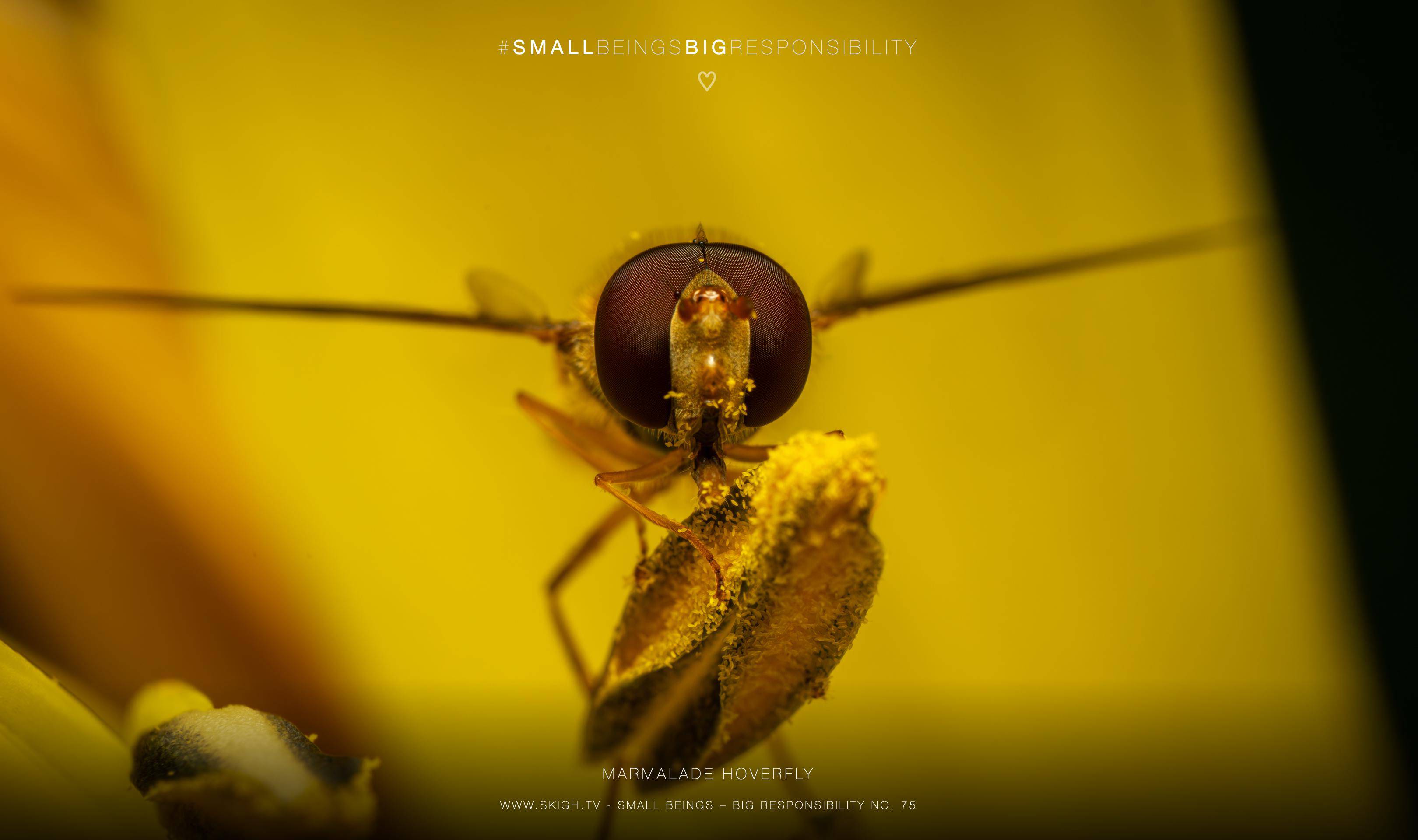 Marmalade hoverfly | 1/250s * f16 * ISO 400 * 90mm - FE 90mm F2.8 Macro G OSS - Sony α7R V Marmalade hoverfly