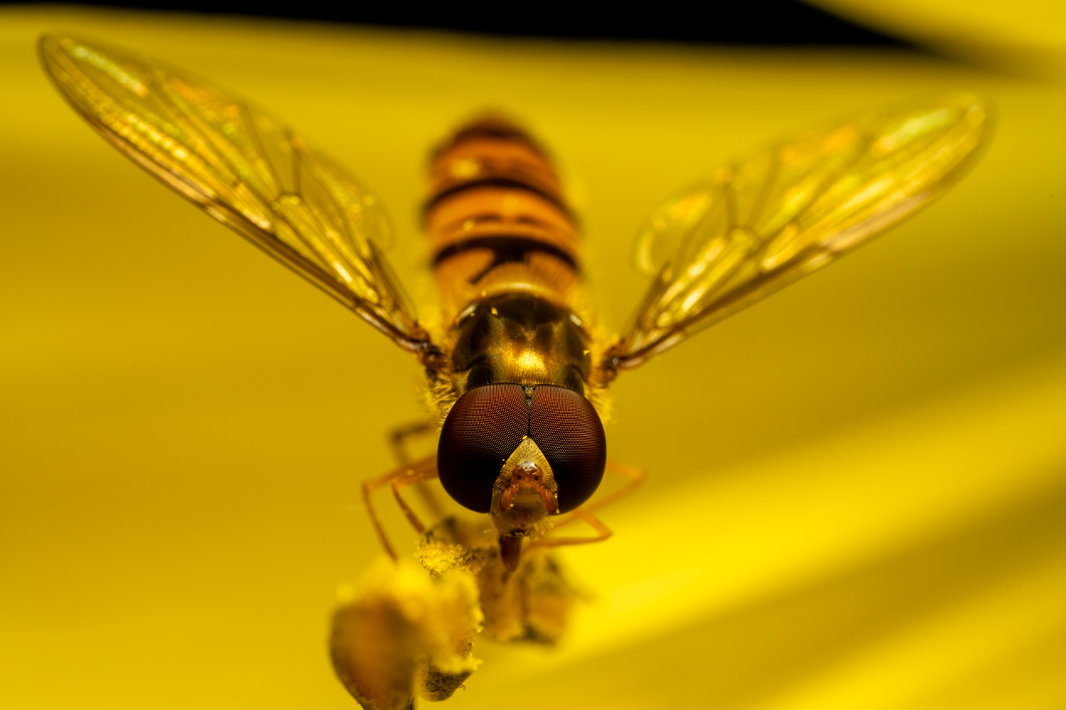 Marmalade hoverfly | 1/250s * f16 * ISO 400 * 90mm - FE 90mm F2.8 Macro G OSS - Sony α7R V Marmalade hoverfly