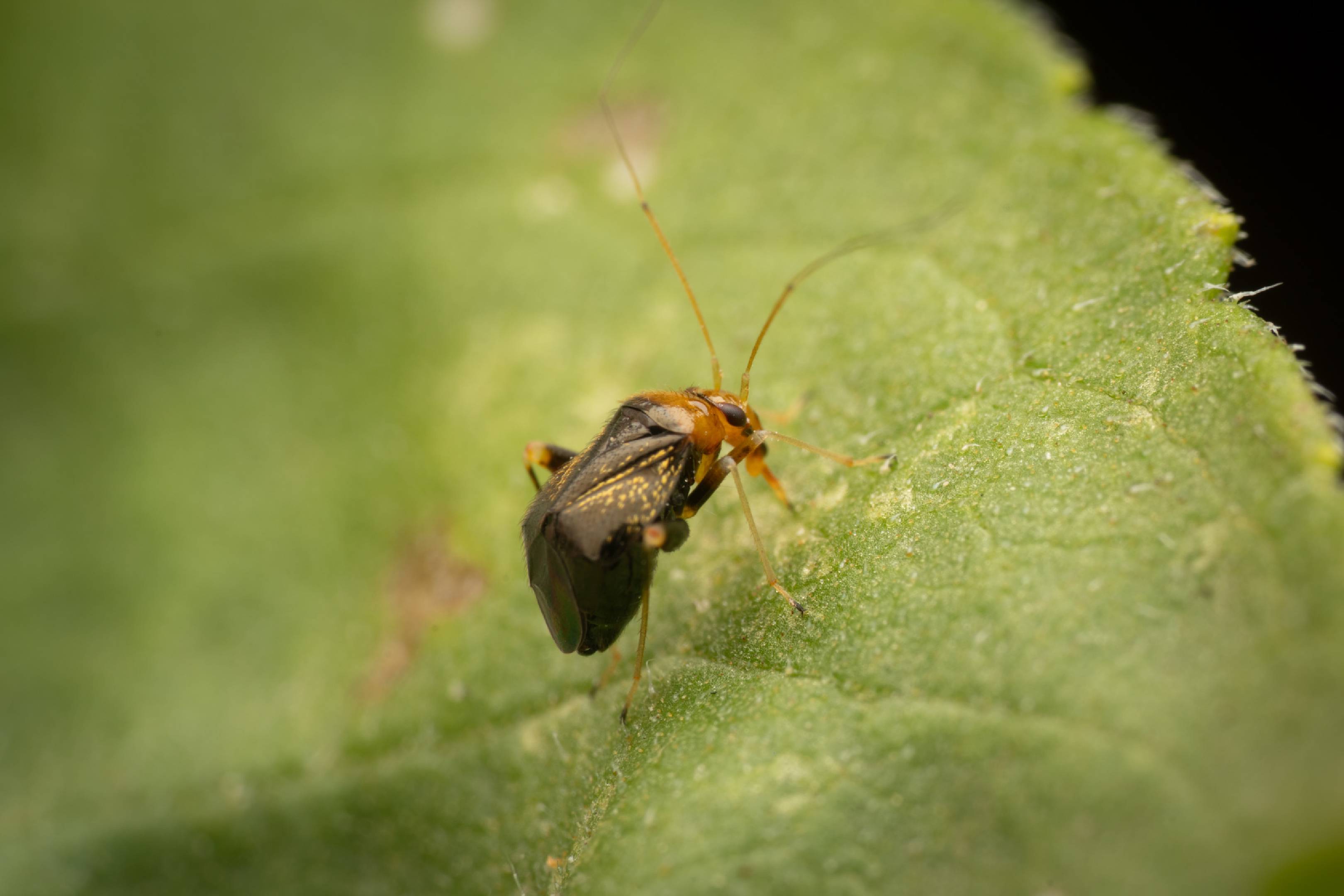 Halticus luteicollis | Halticus luteicollis