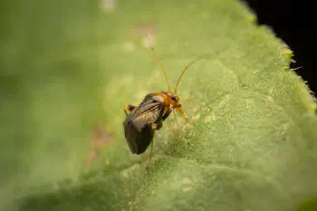 Halticus luteicollis