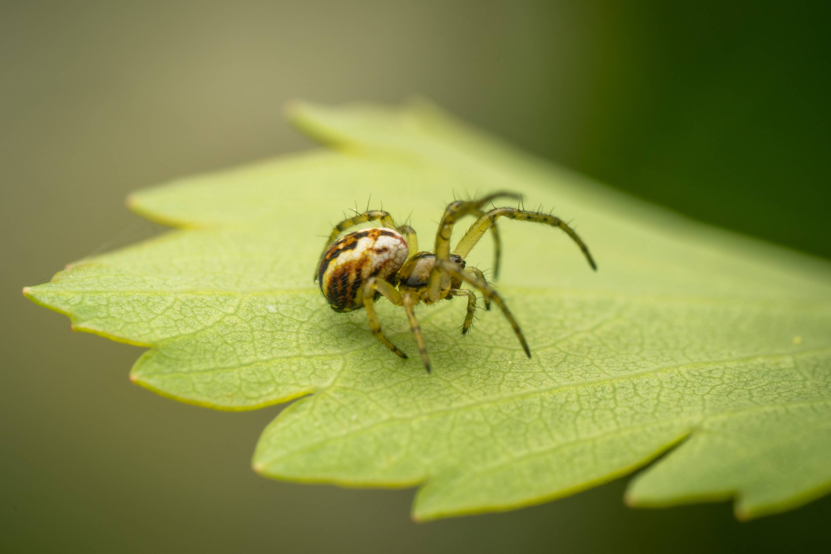 Cricket-bat Orbweaver | Cricket-bat Orbweaver