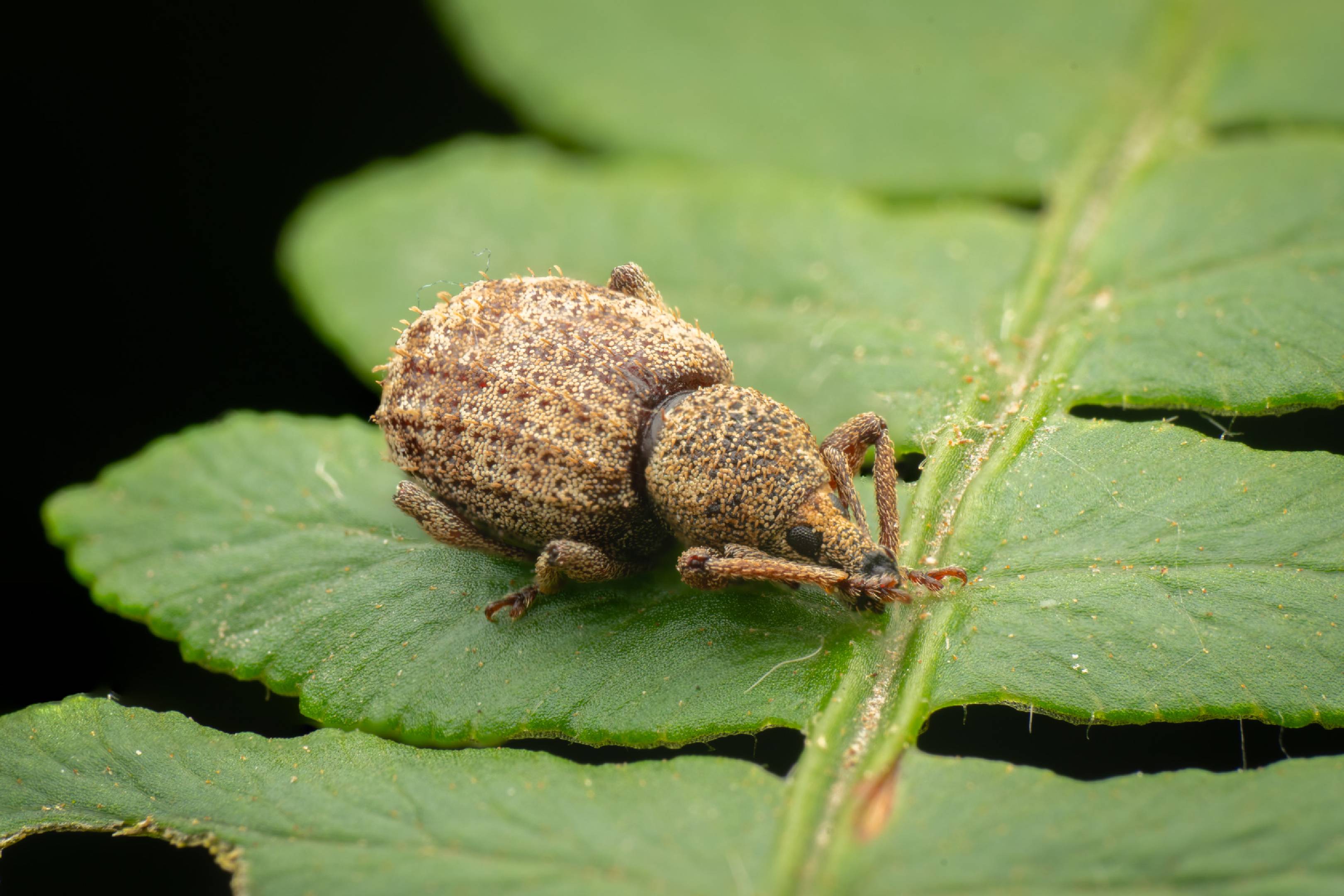 Otiorhynchus carinatopunctatus | Otiorhynchus carinatopunctatus
