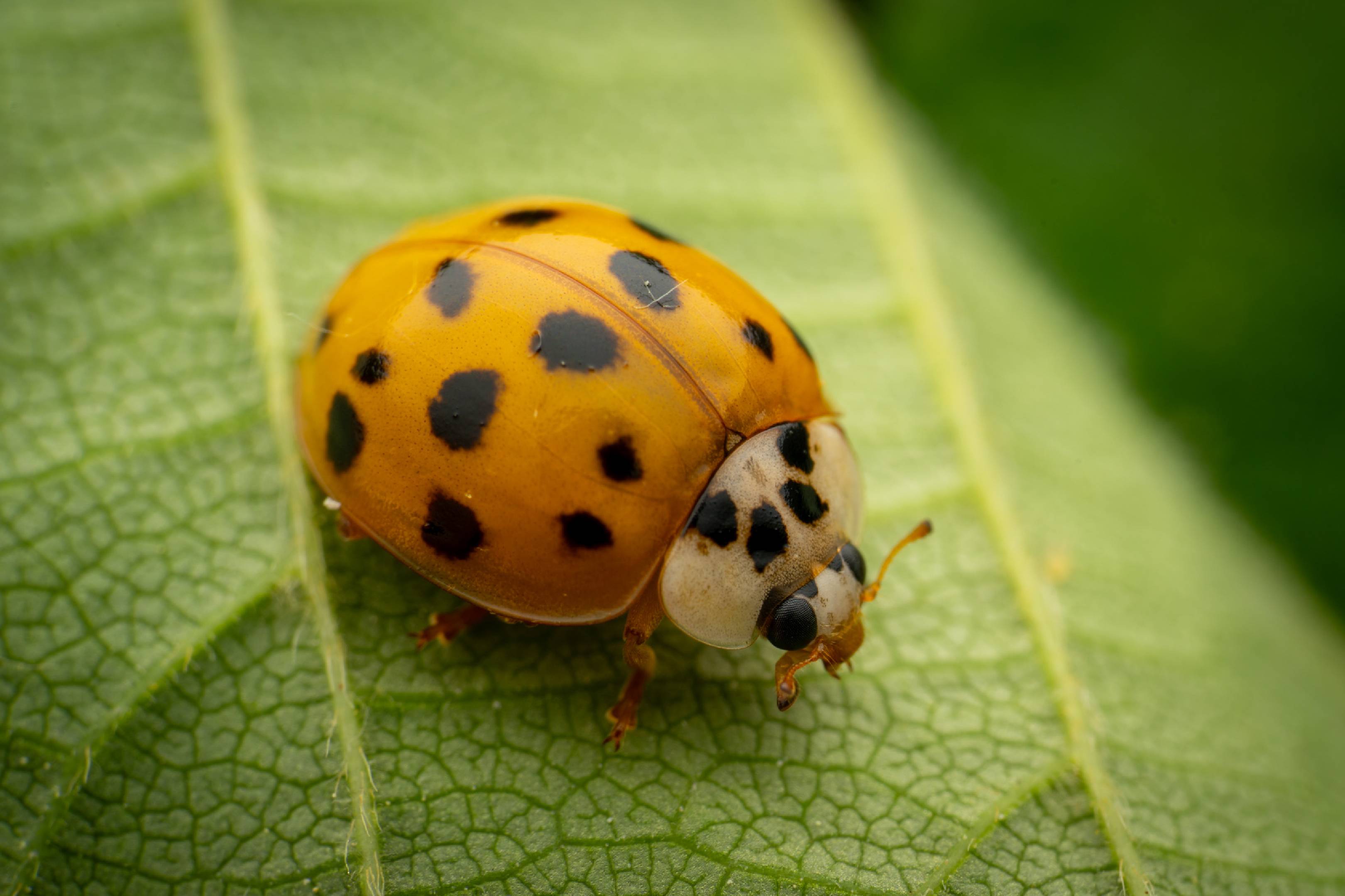 Asian Lady Beetle | Asian Lady Beetle