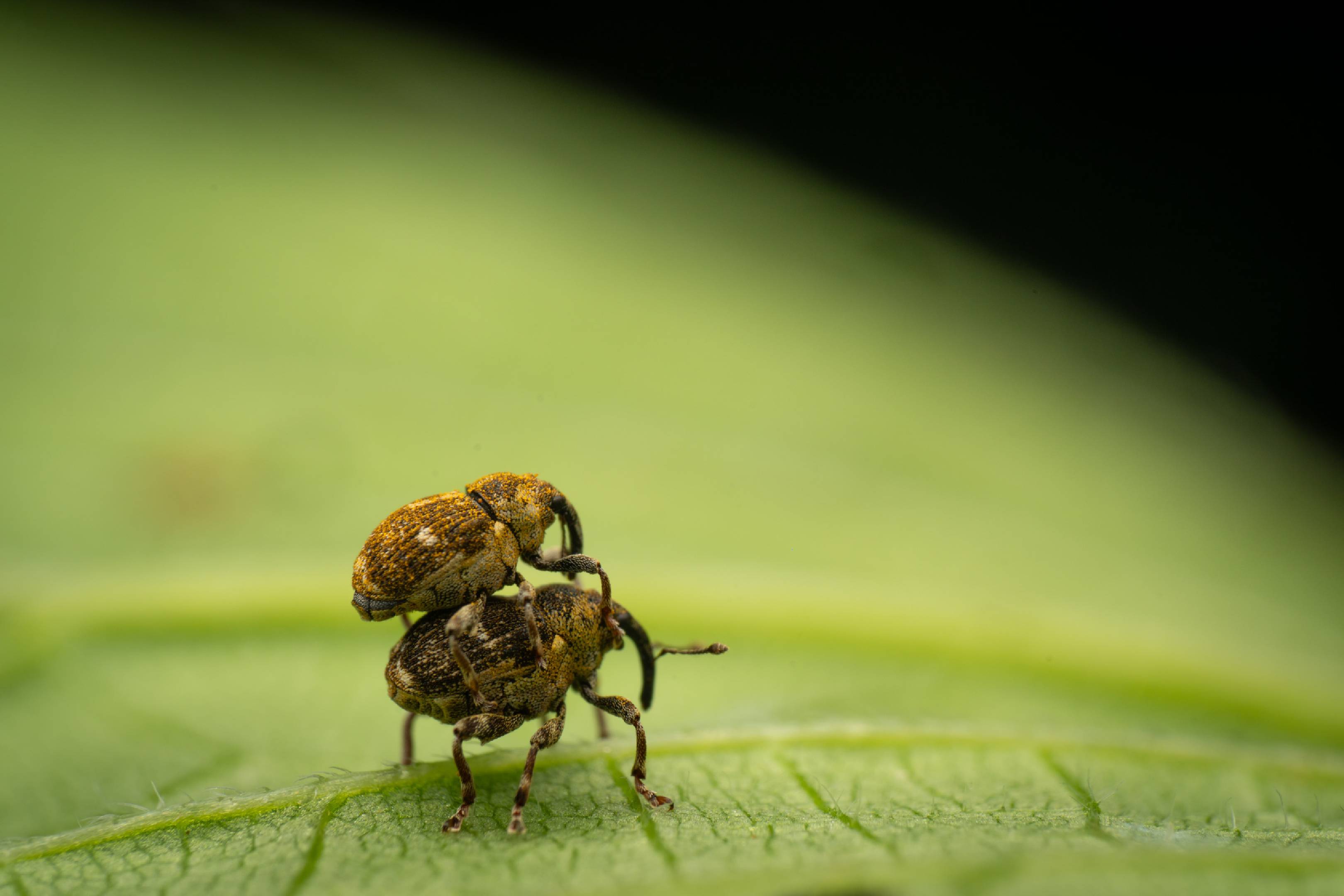 Small Nettle Weevil | Small Nettle Weevil