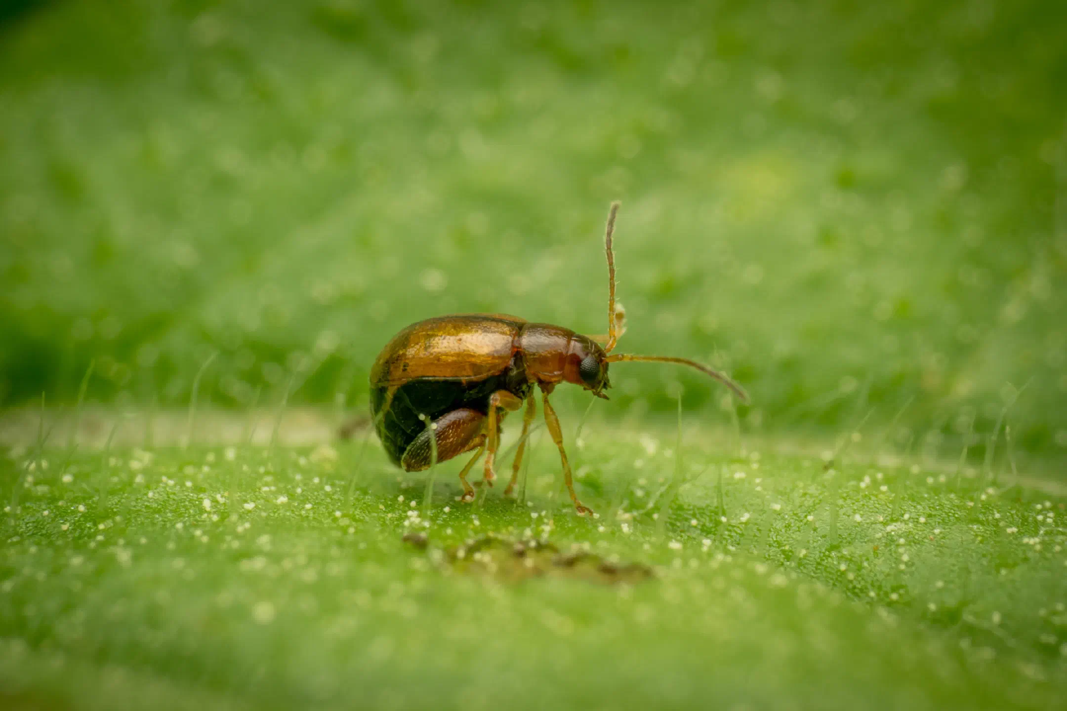 Flea Beetles