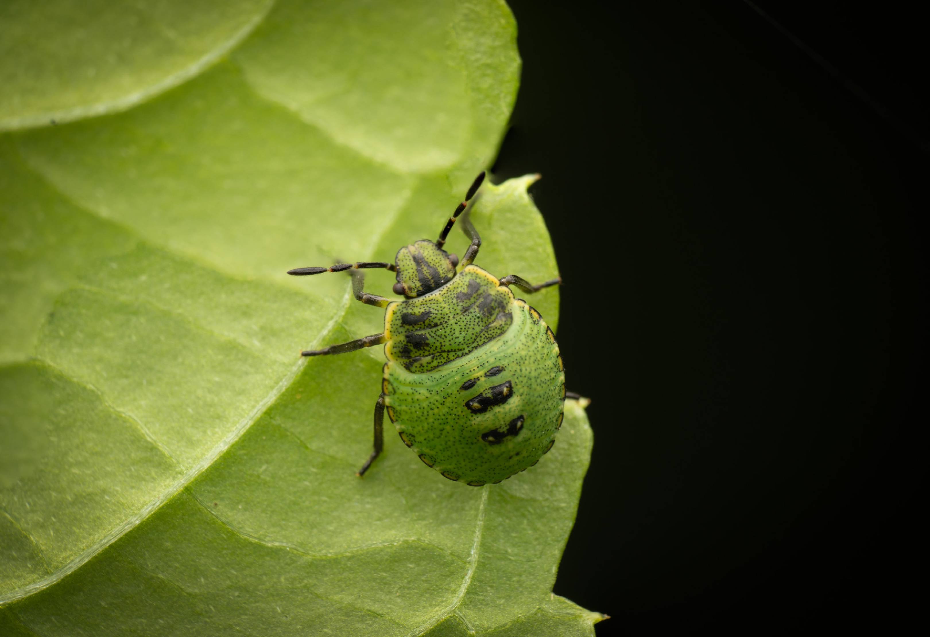 Green Shield Bug
