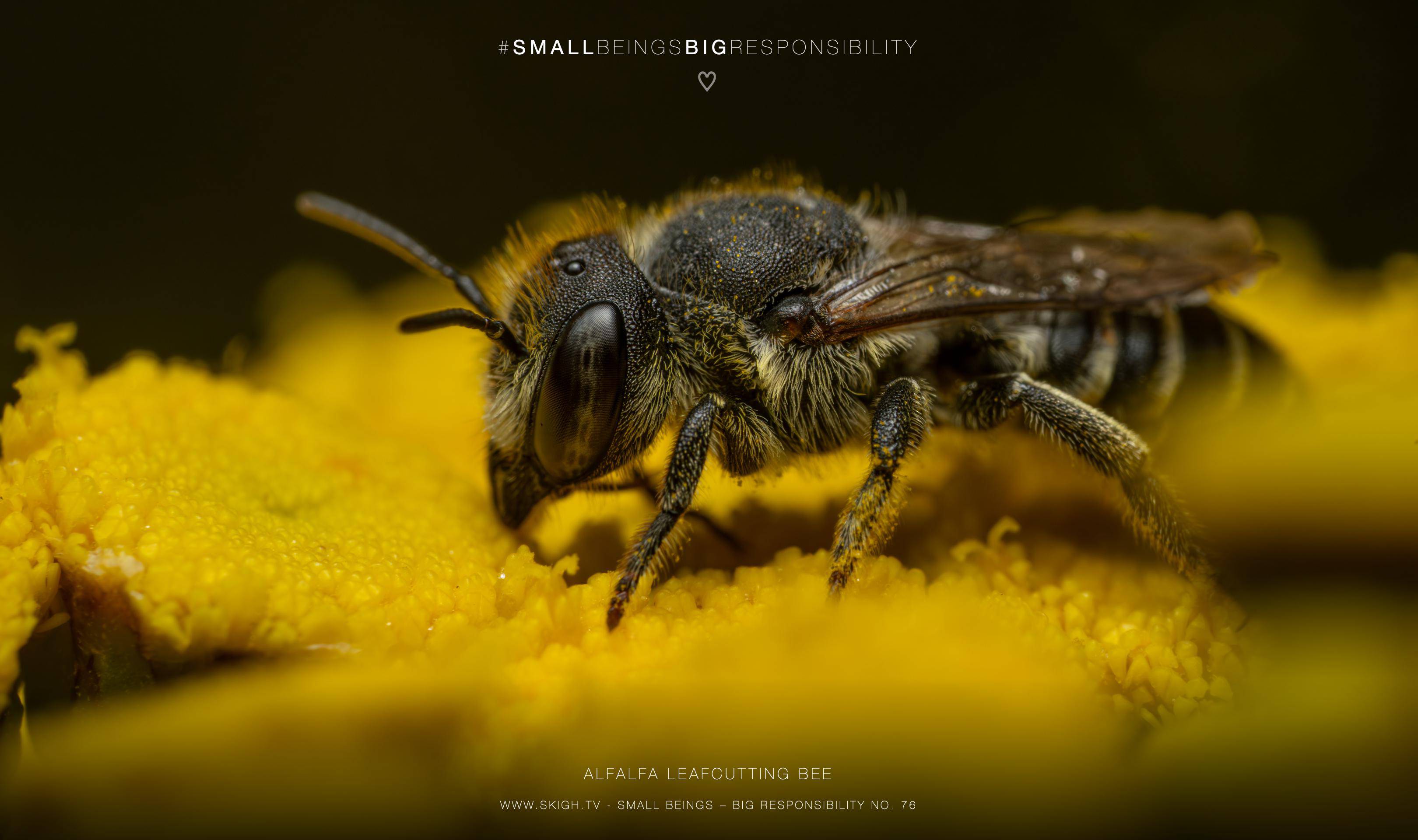 Alfalfa leafcutting bee | 1/250s * f14 * ISO 400 * 90mm - FE 90mm F2.8 Macro G OSS - Sony α7R V Alfalfa leafcutting bee