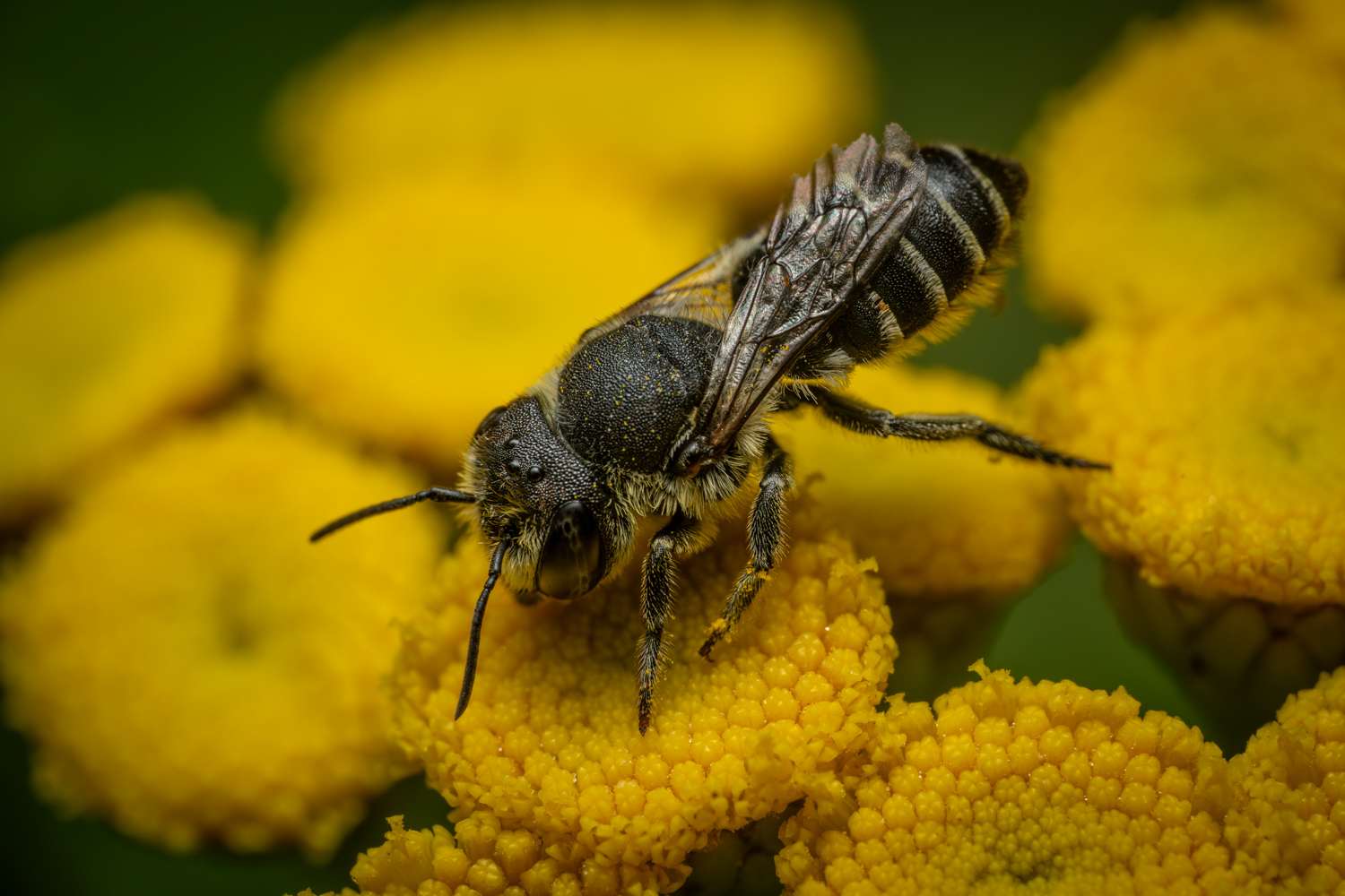 Alfalfa leafcutting bee | 1/250s * f14 * ISO 400 * 90mm - FE 90mm F2.8 Macro G OSS - Sony α7R V Alfalfa leafcutting bee