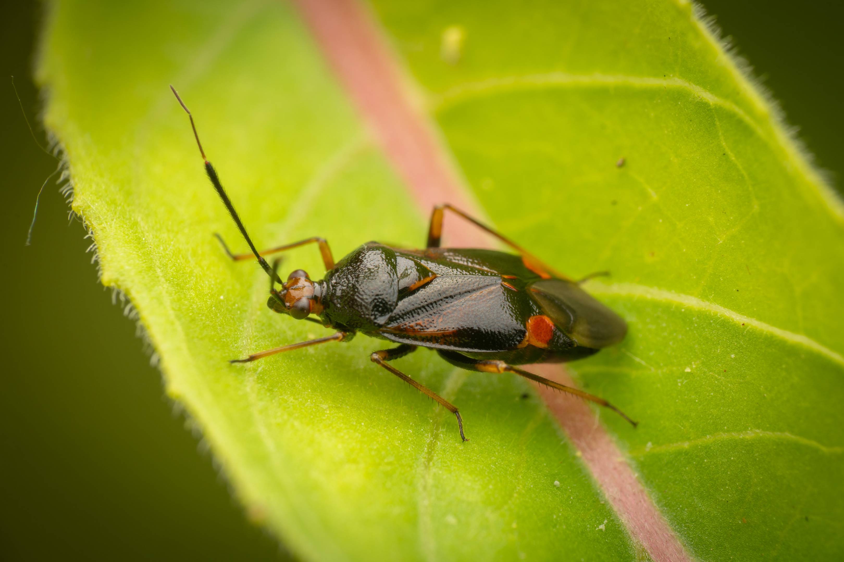 red-spotted plant bug | red-spotted plant bug