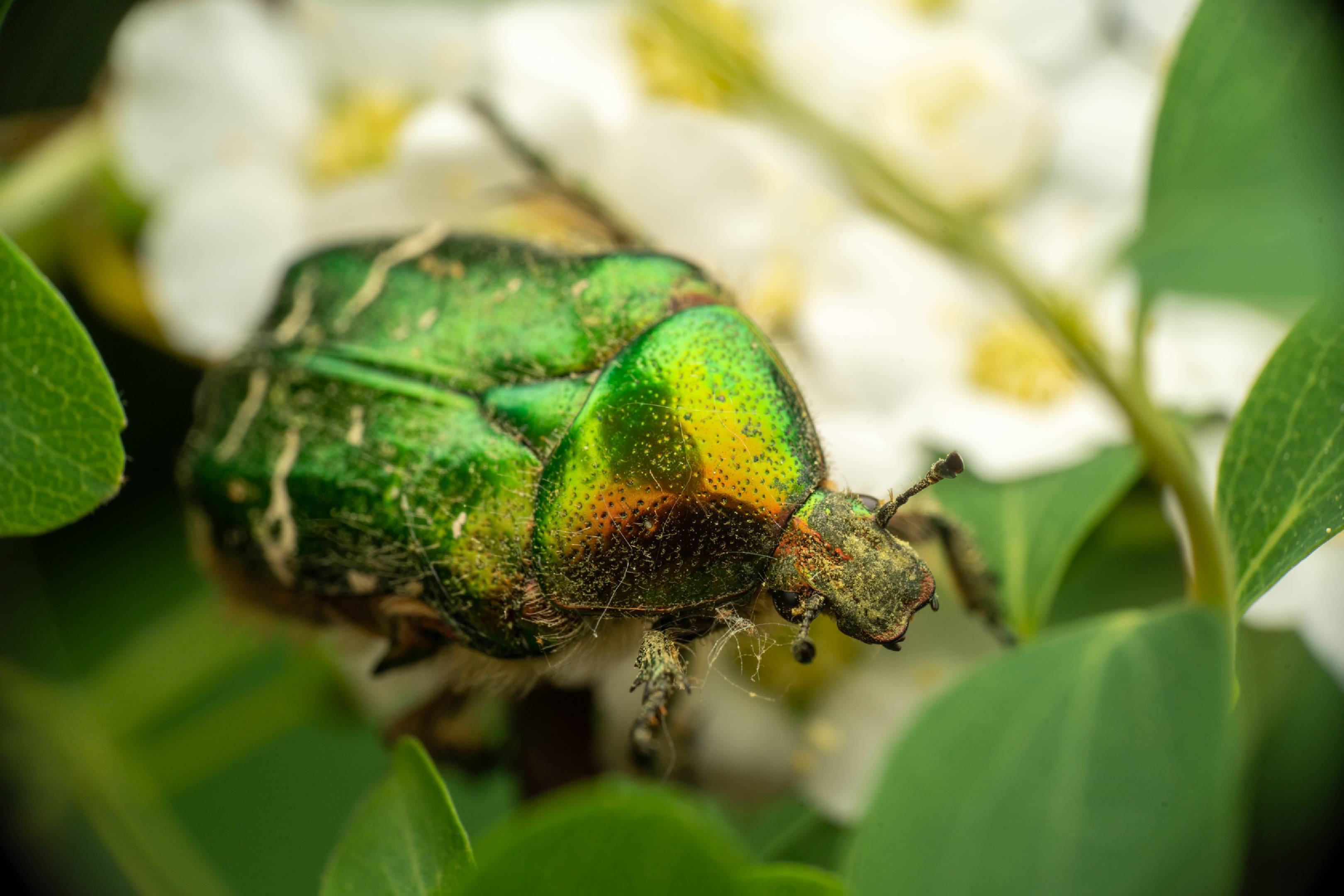 European Rose Chafer | European Rose Chafer