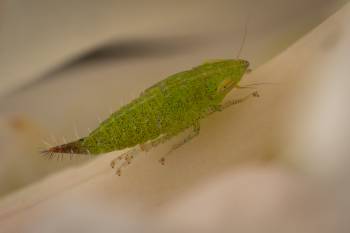 Privet Leafhopper