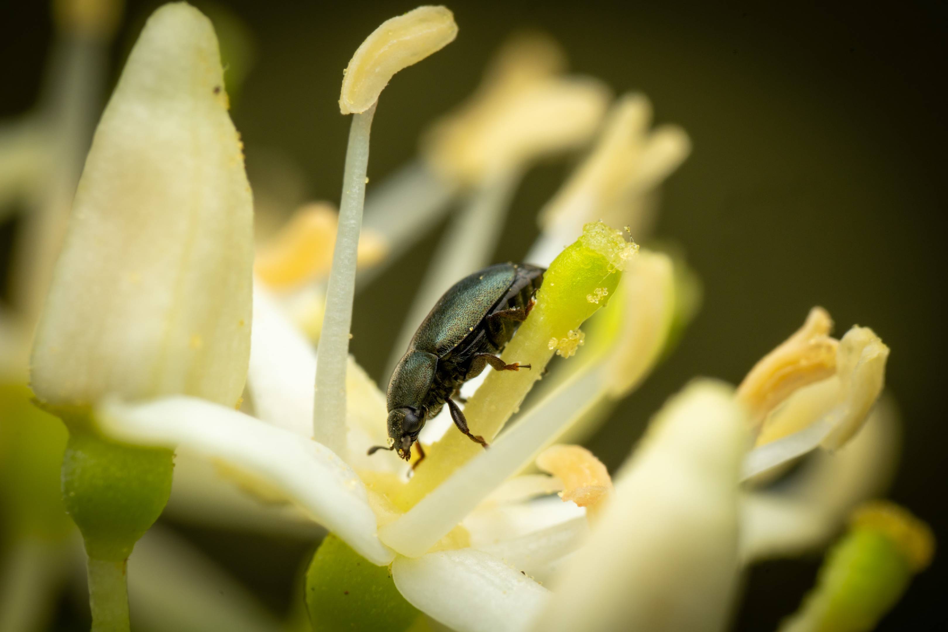 Common Pollen Beetle