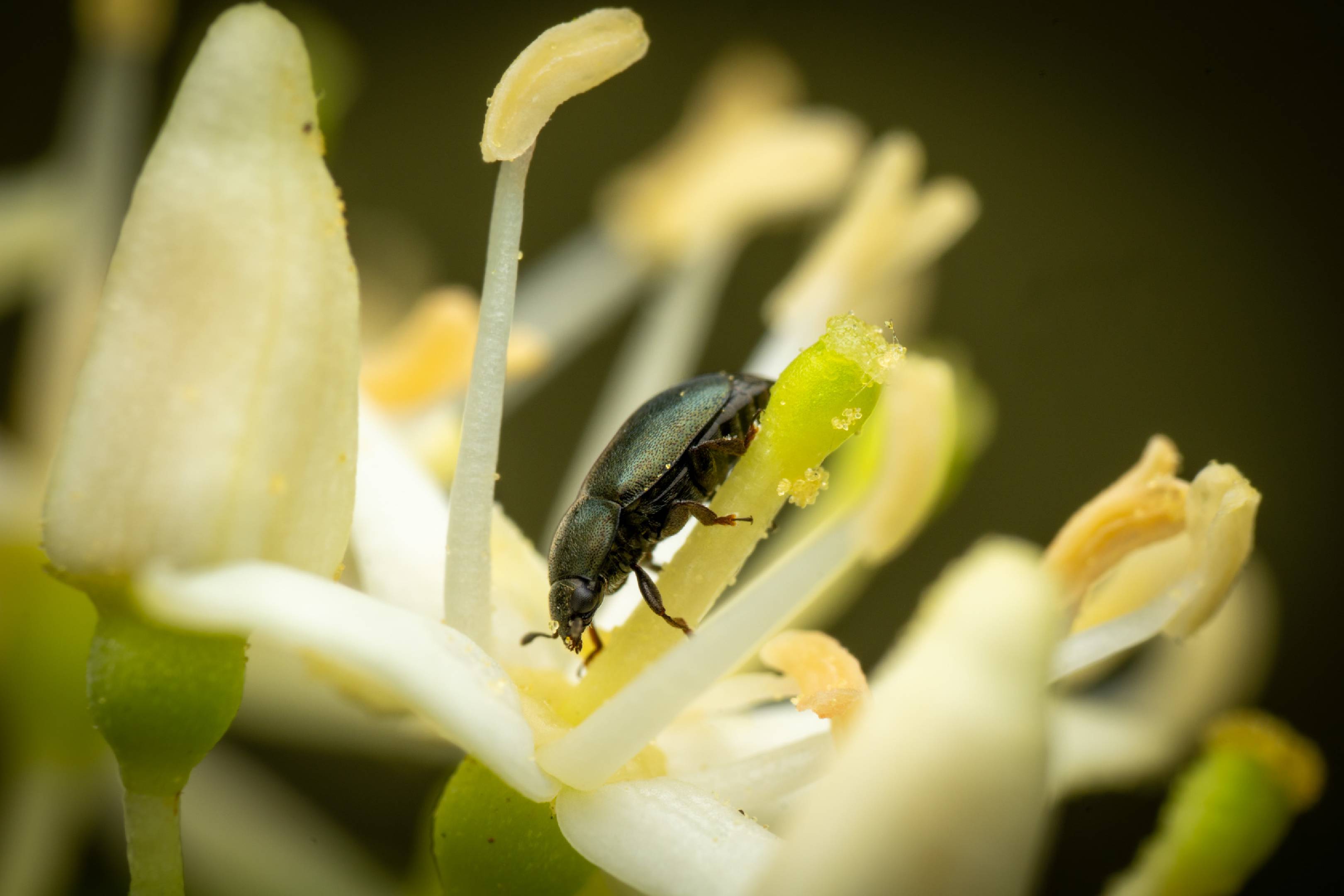 Common Pollen Beetle | Common Pollen Beetle