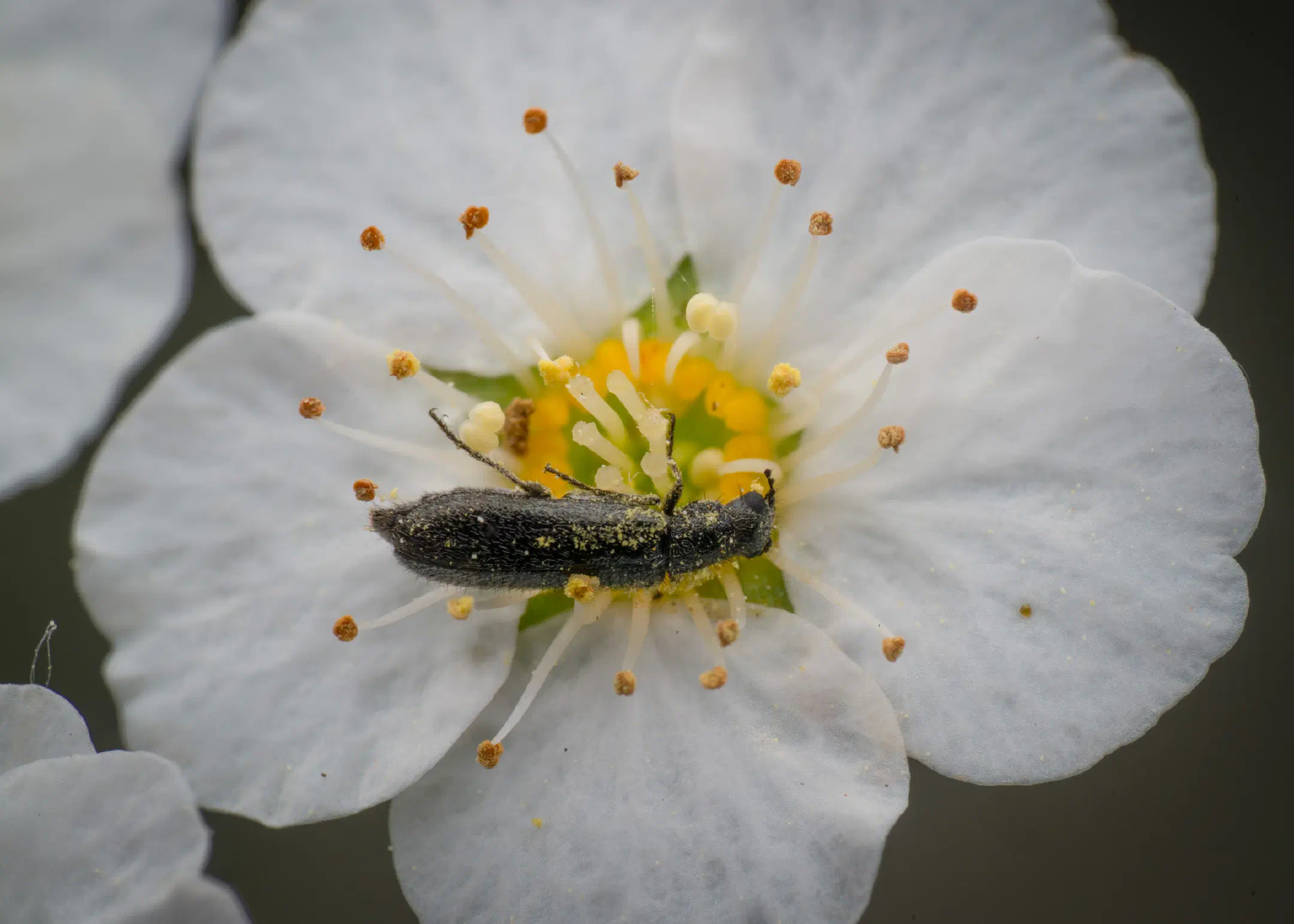 Dasytes plumbeus